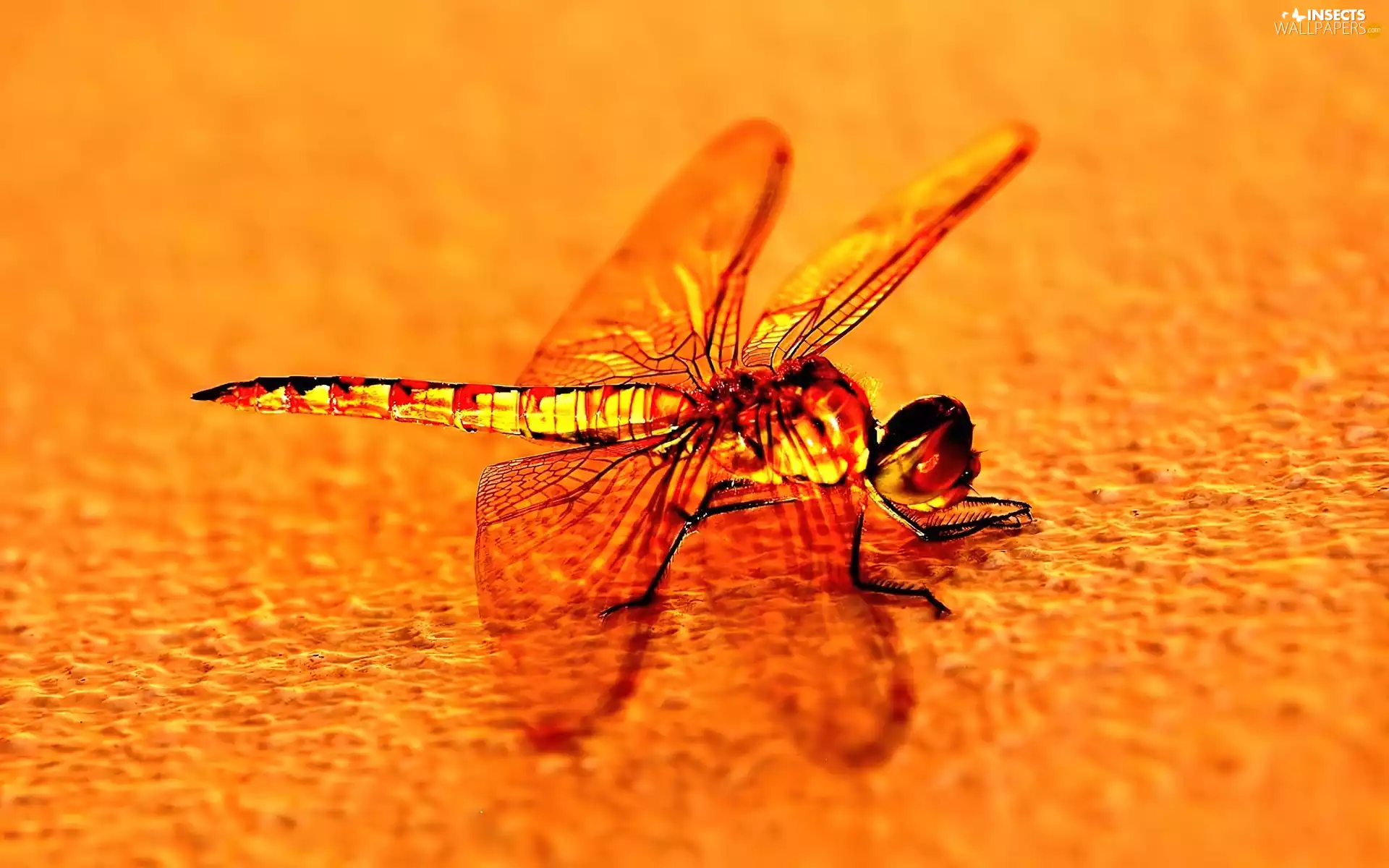 Dragon, dragon-fly, Red