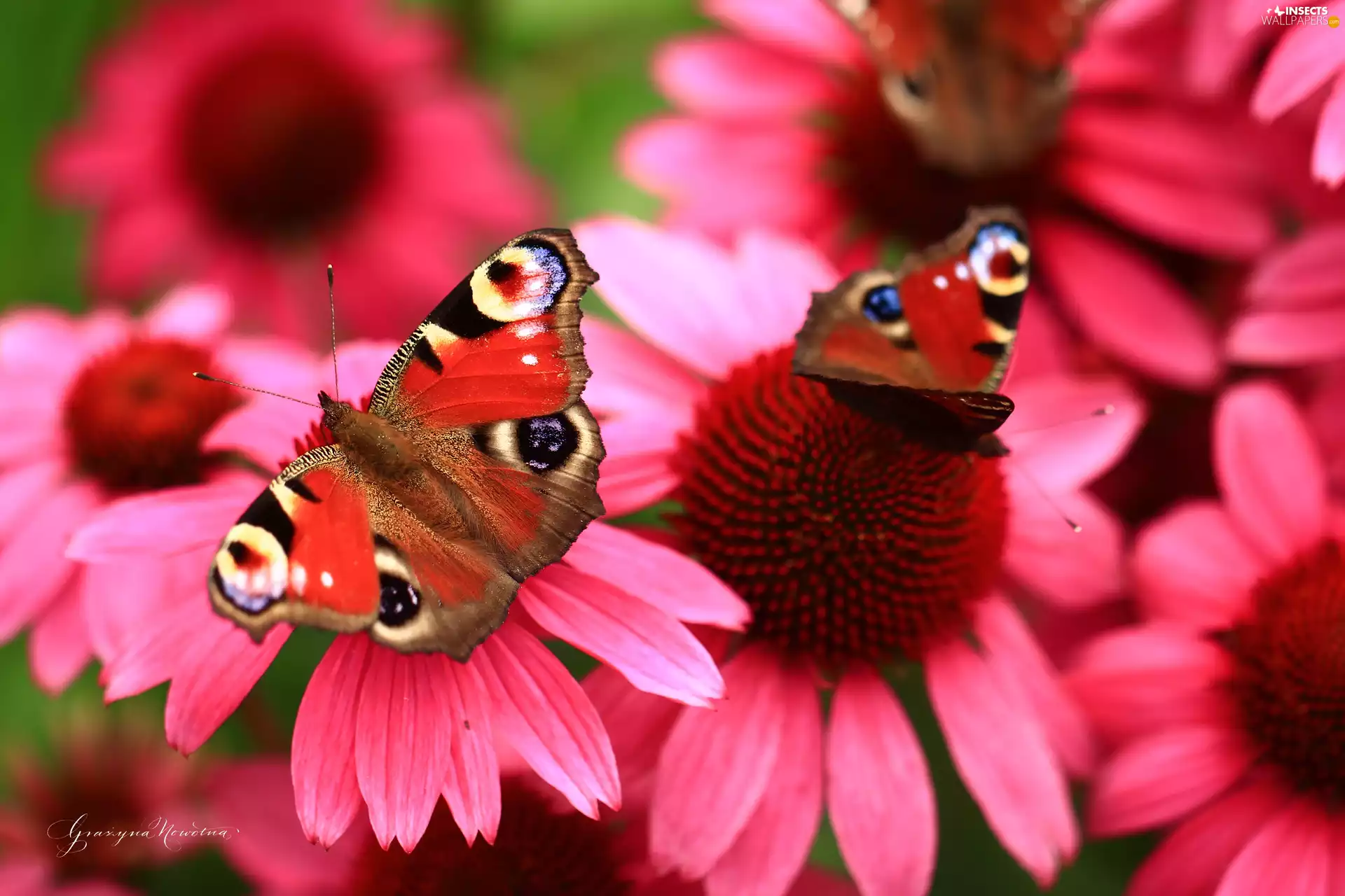butterflies, Inachis Io, Red, Flowers, echinacea