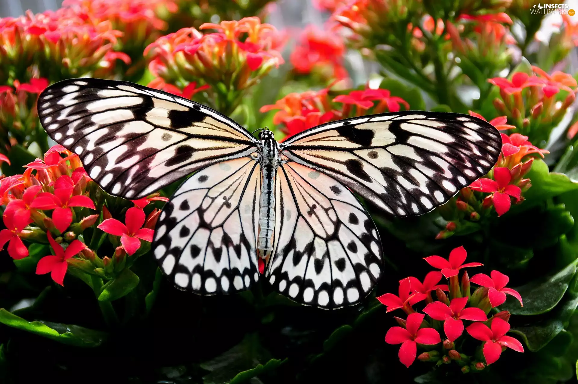 Red, butterfly, Flowers
