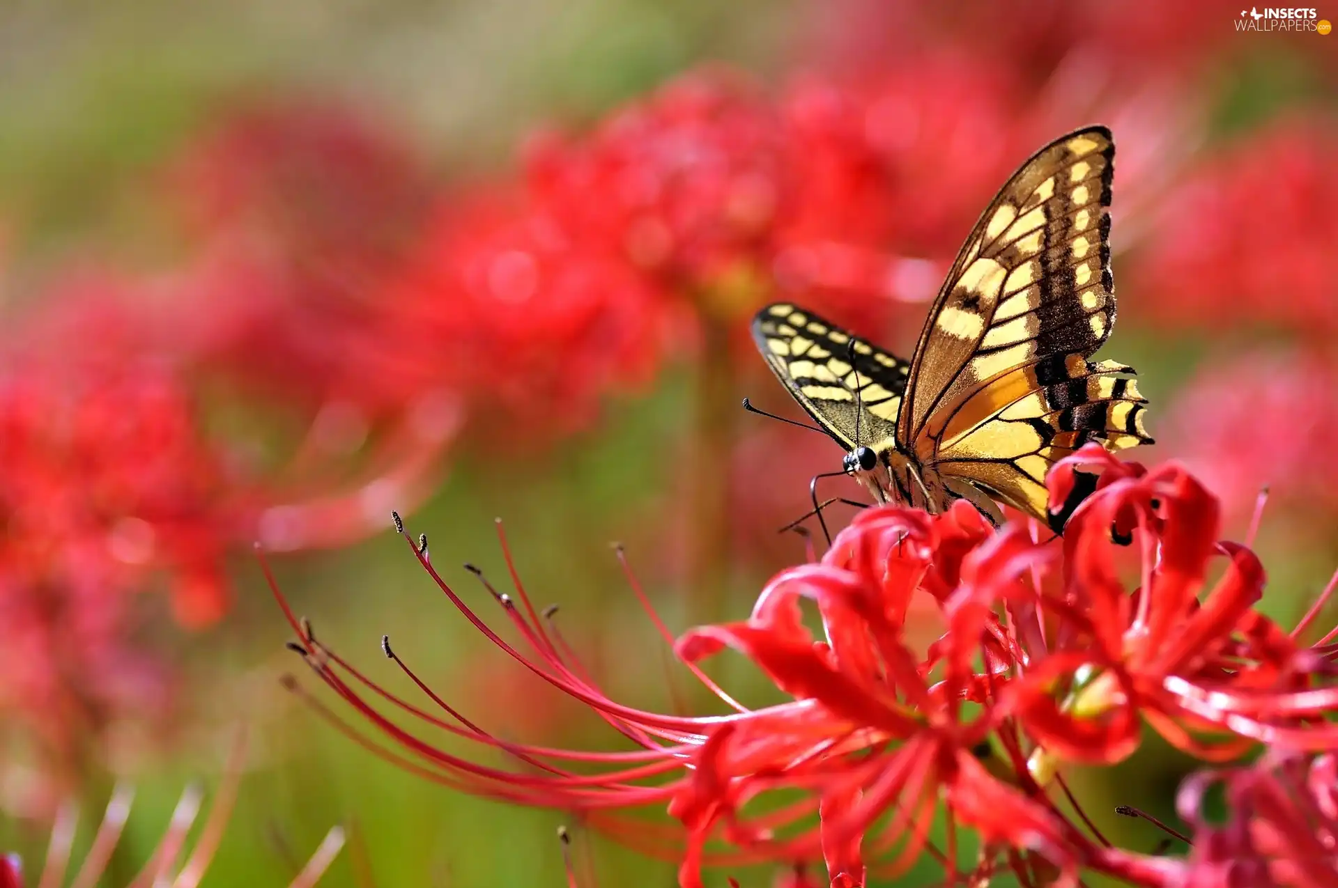 Colourfull Flowers, butterfly, Red
