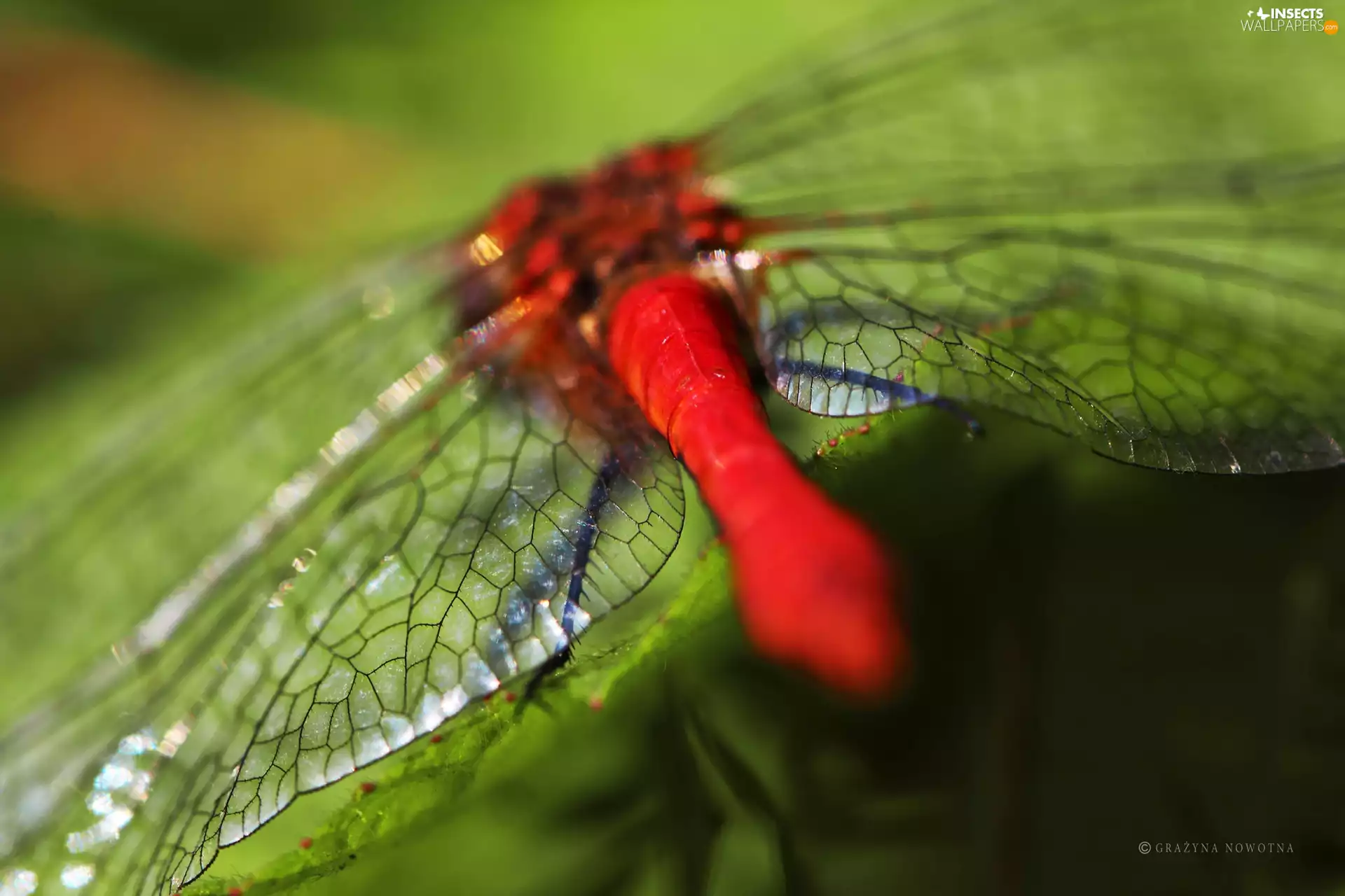 wings, red hot, dragon-fly