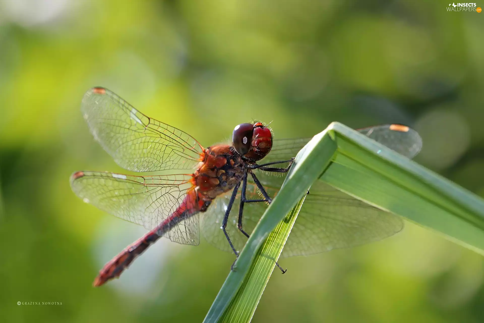 Insect, dragon-fly, Red