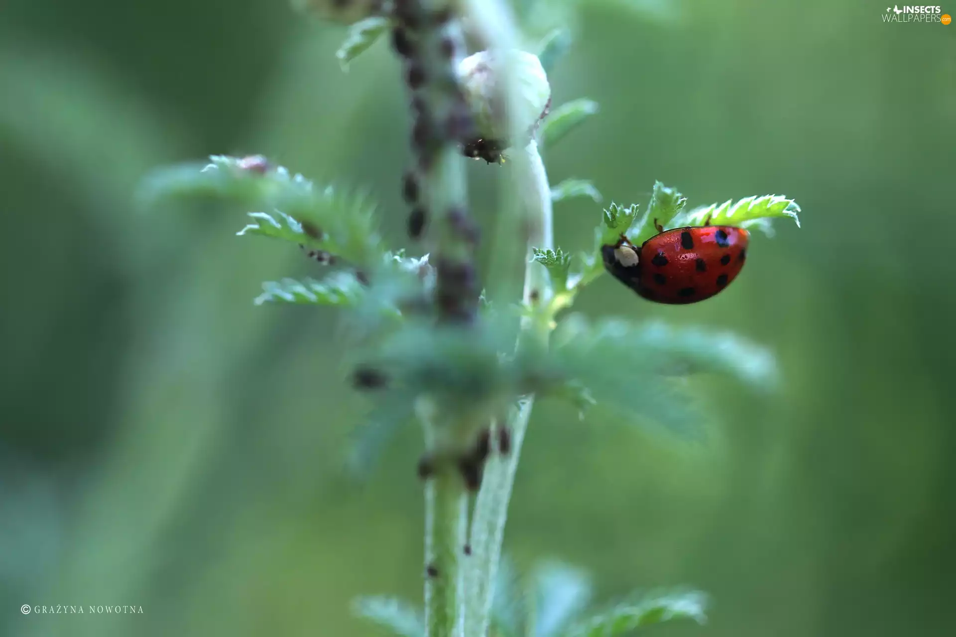 ladybird, Insect, Spots, Red