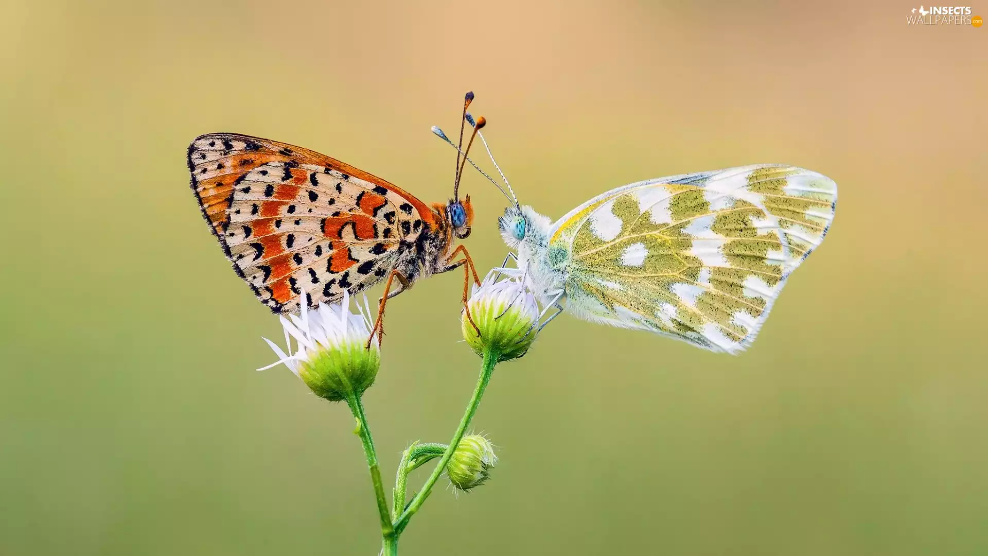 Red-Band Fritillary, Two cars, Flowers, Close, Bielinek Rukiewnik, butterflies
