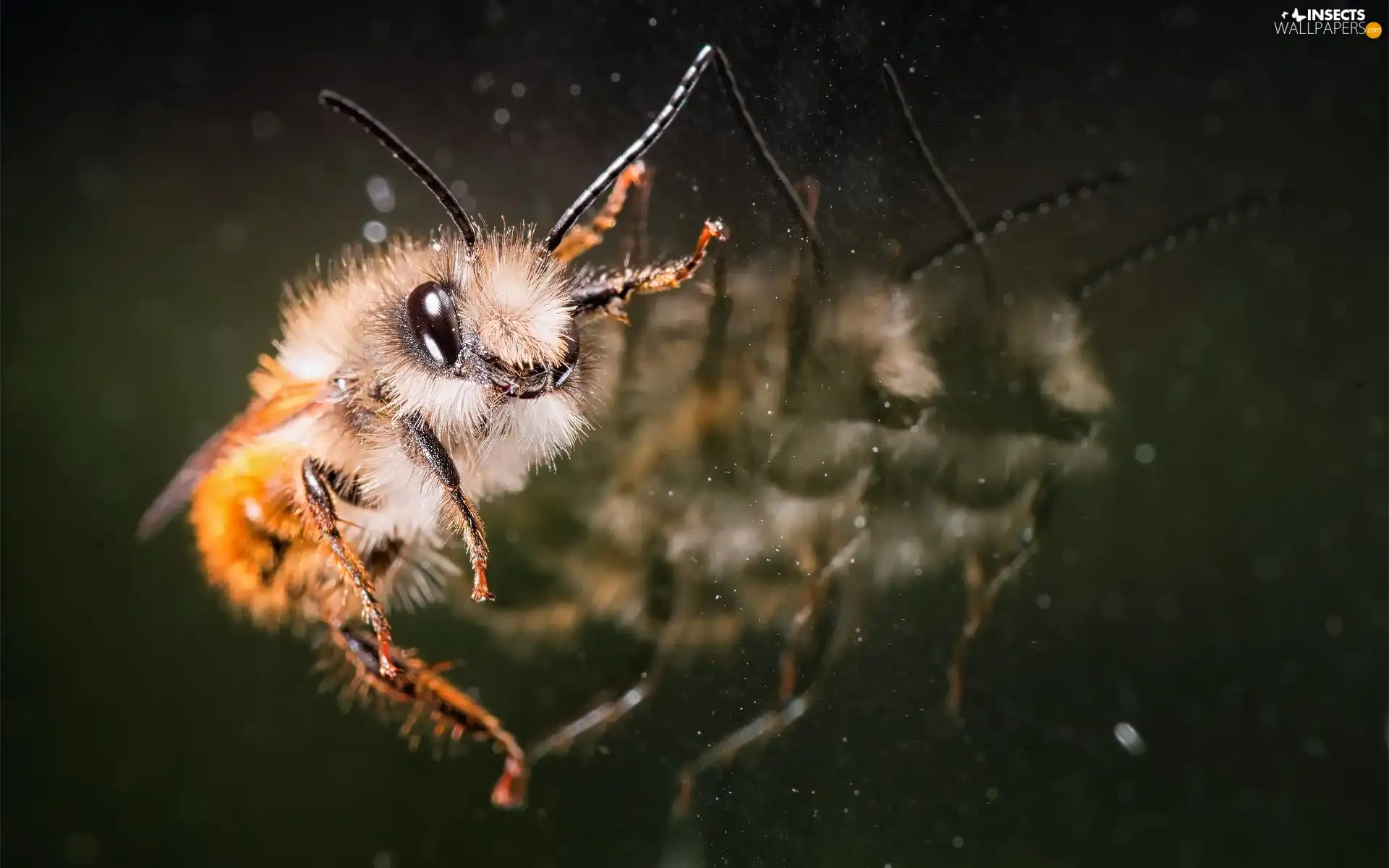 bee, reflection