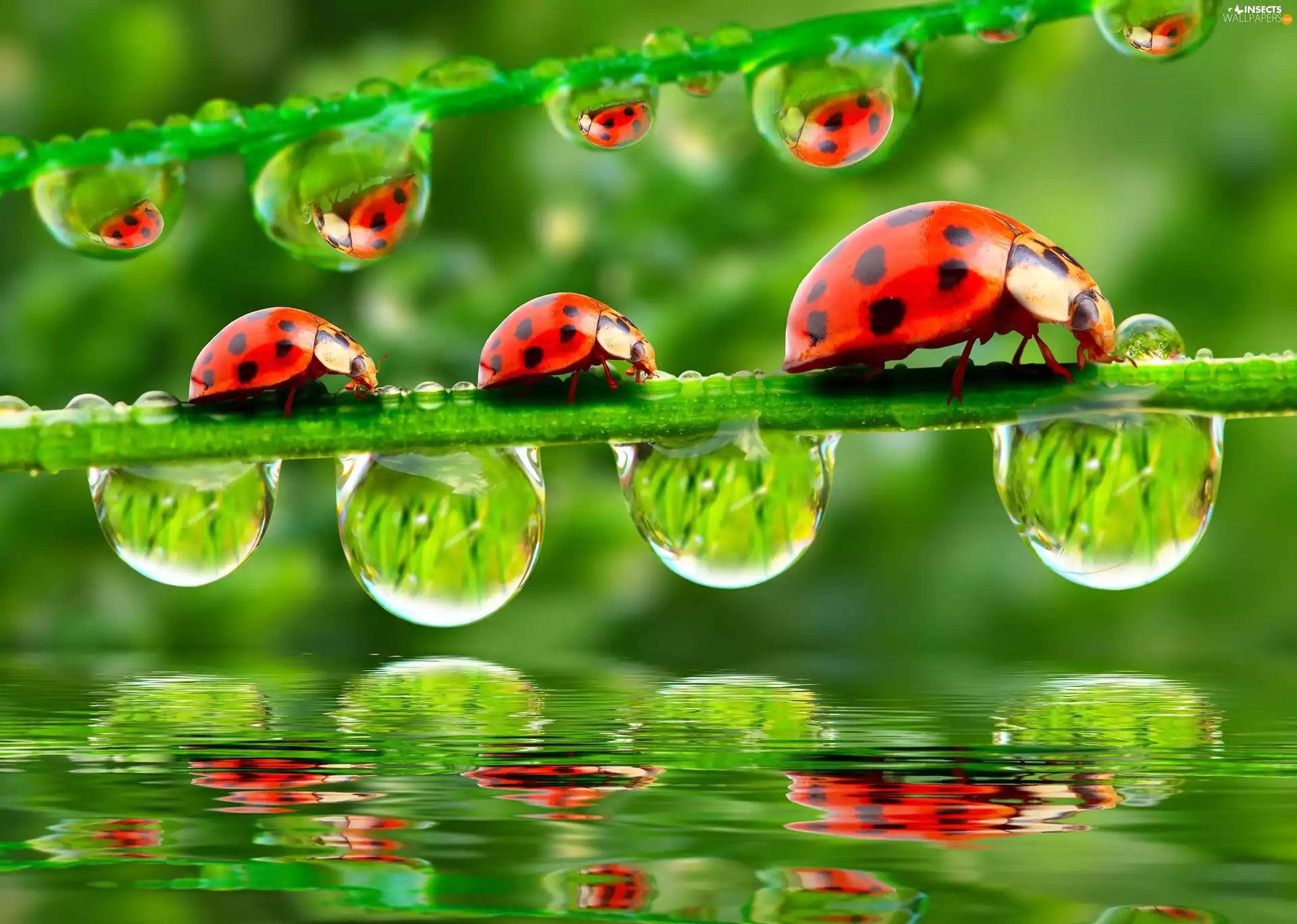 water, reflection, grass, drops, ladybugs