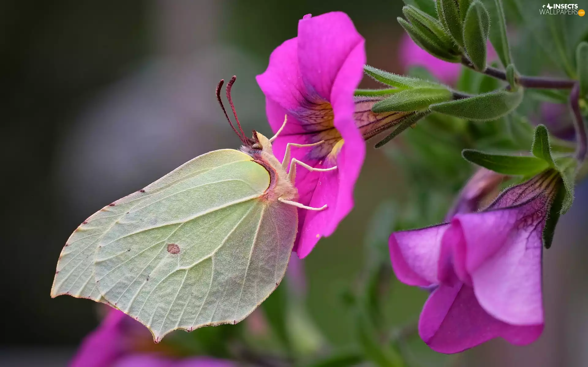 Pink, petunias, Gonepteryx rhamni, Flowers, butterfly