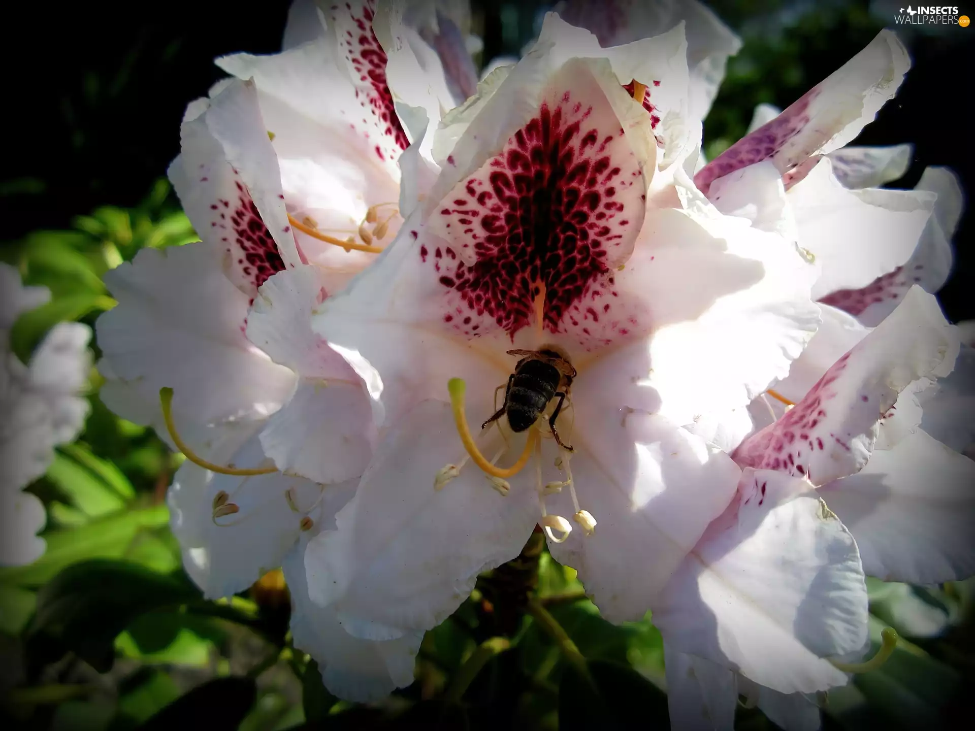 bee, Colourfull Flowers, rhododendron