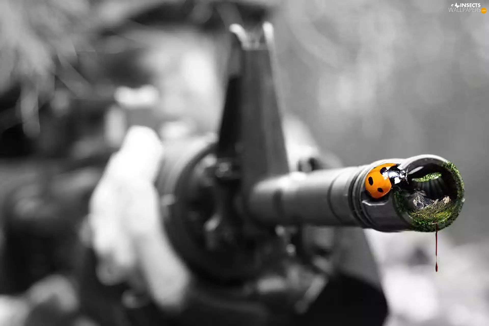 rifle, ladybird, barrel