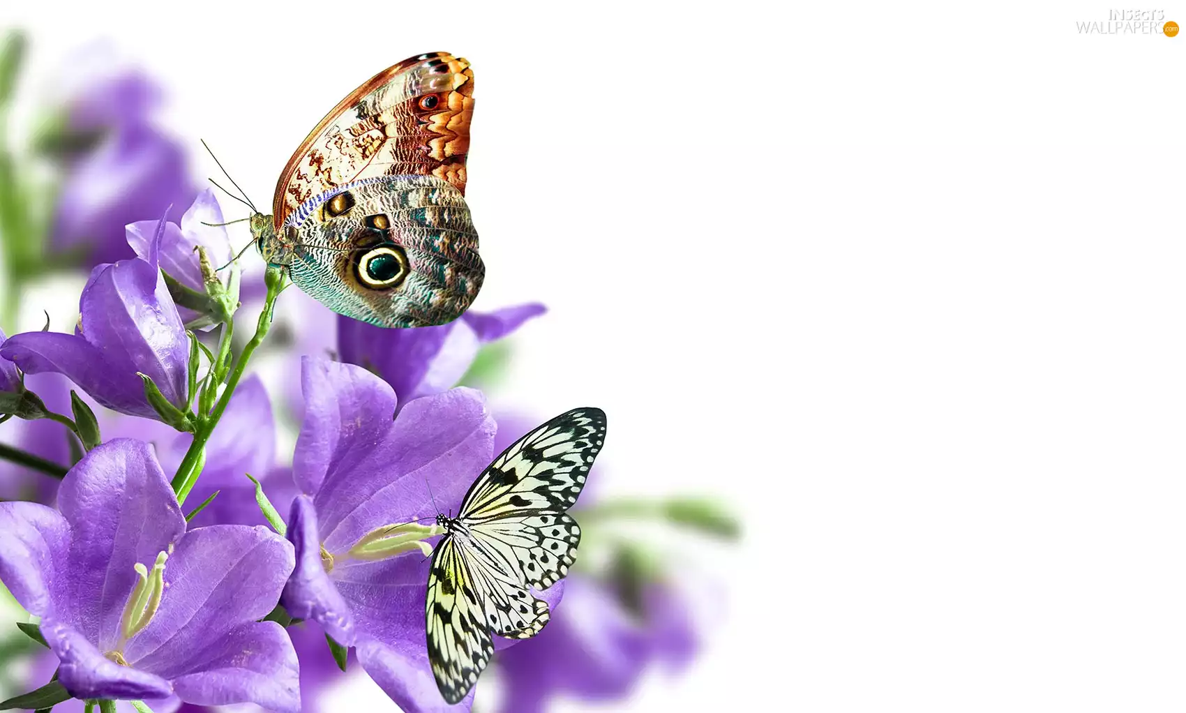 ringtones, butterflies