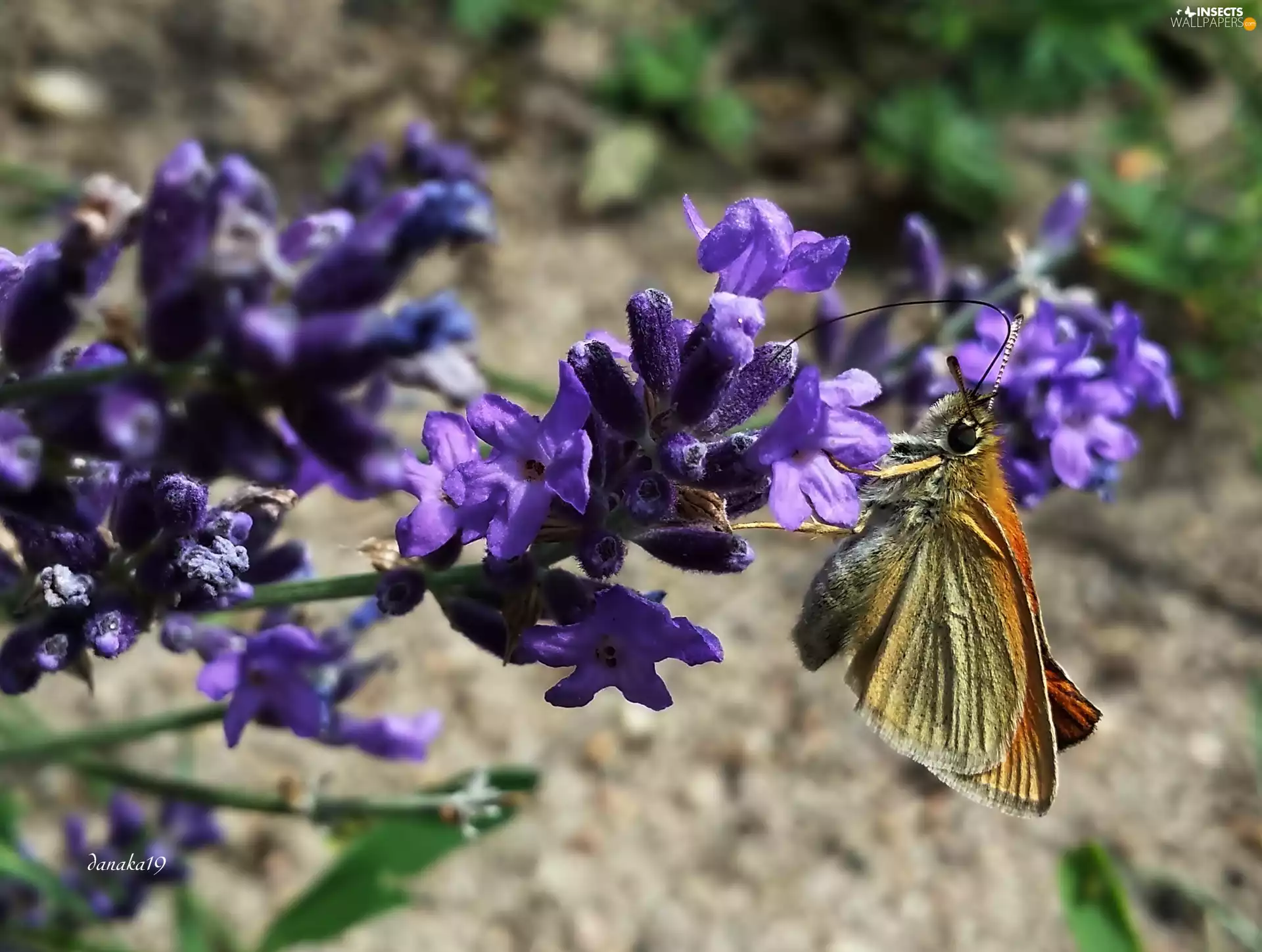 butterfly, Large skipper, Rising, lavender, twig