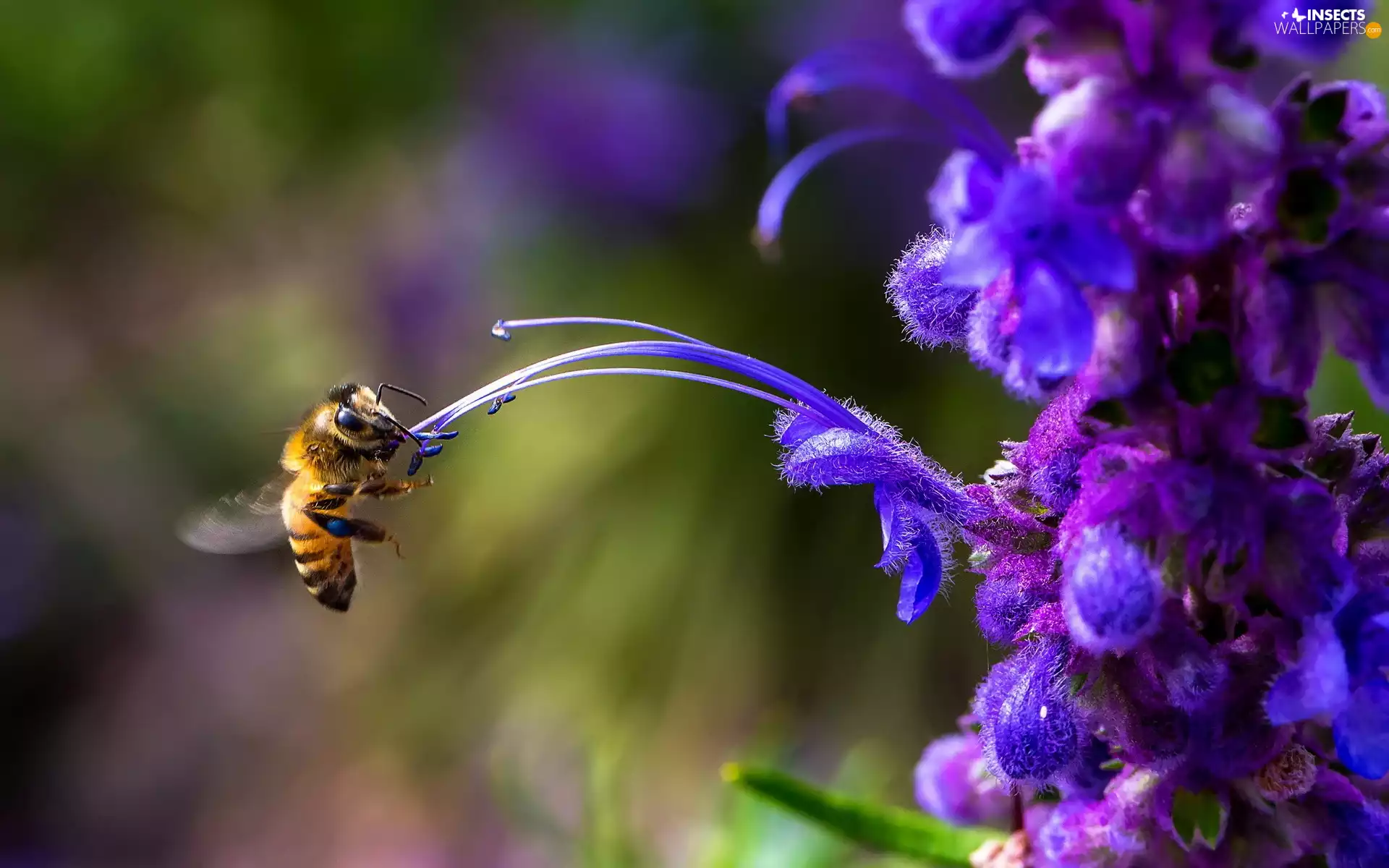 Violet, rods, bee, Colourfull Flowers