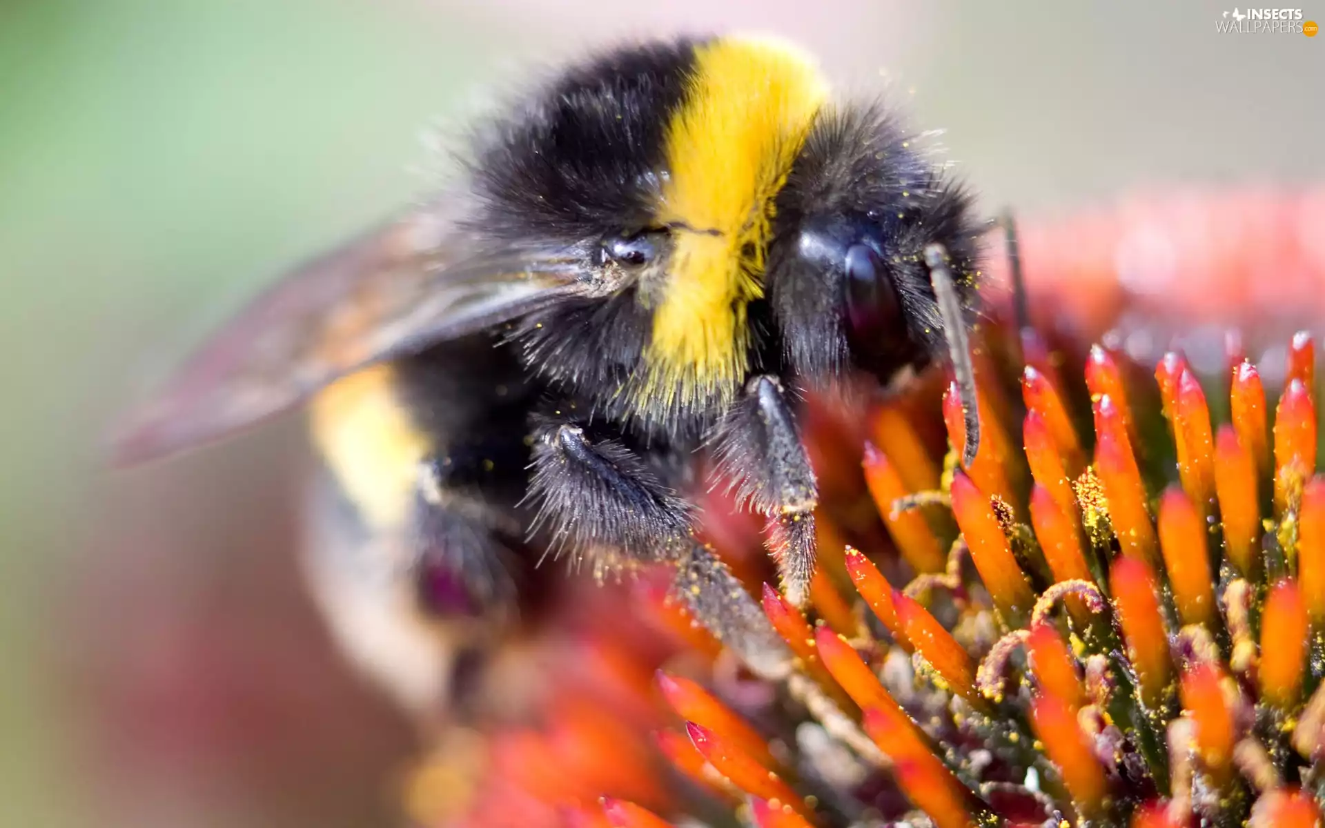 dumbledor, rods, Colourfull Flowers, bittern