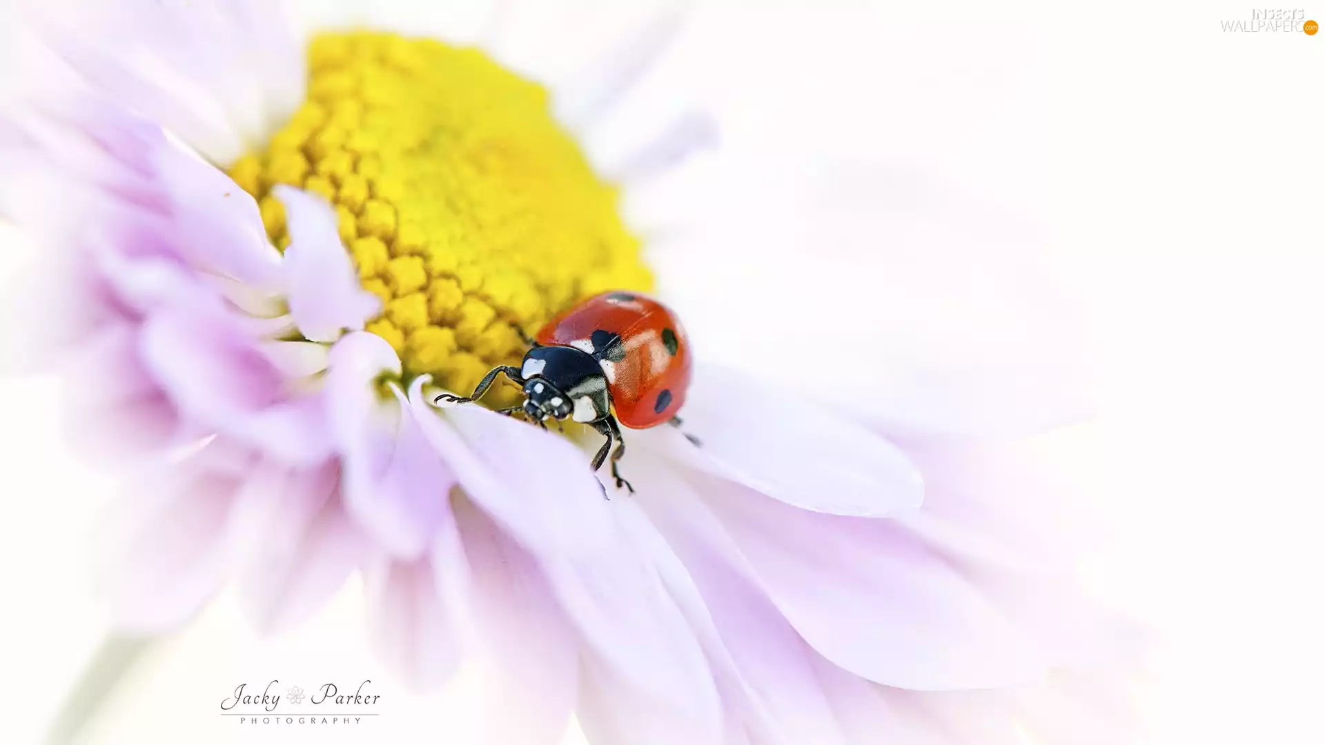 ladybird, Close, White, rods, Colourfull Flowers