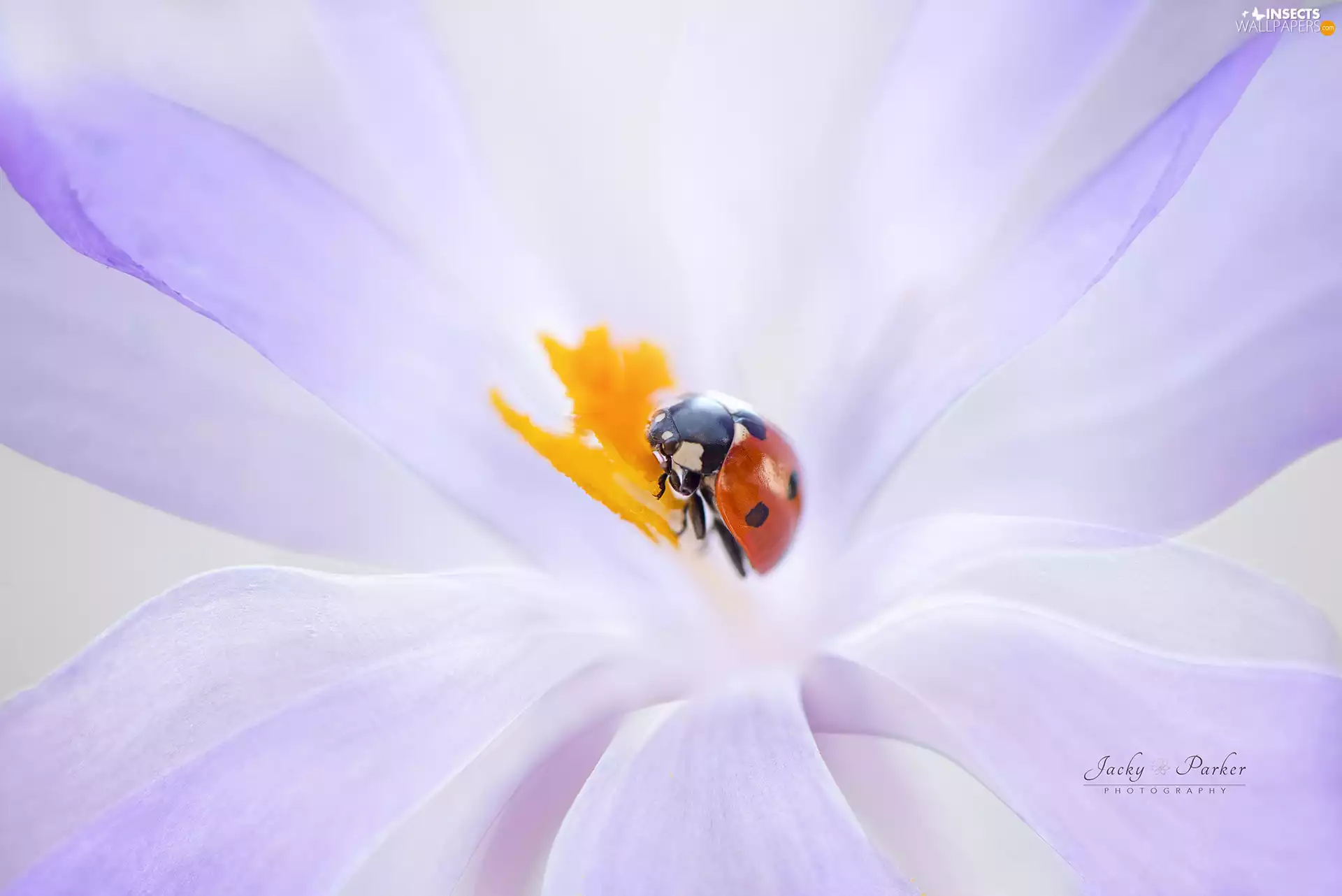 ladybird, Close, Yellow, rods, Colourfull Flowers