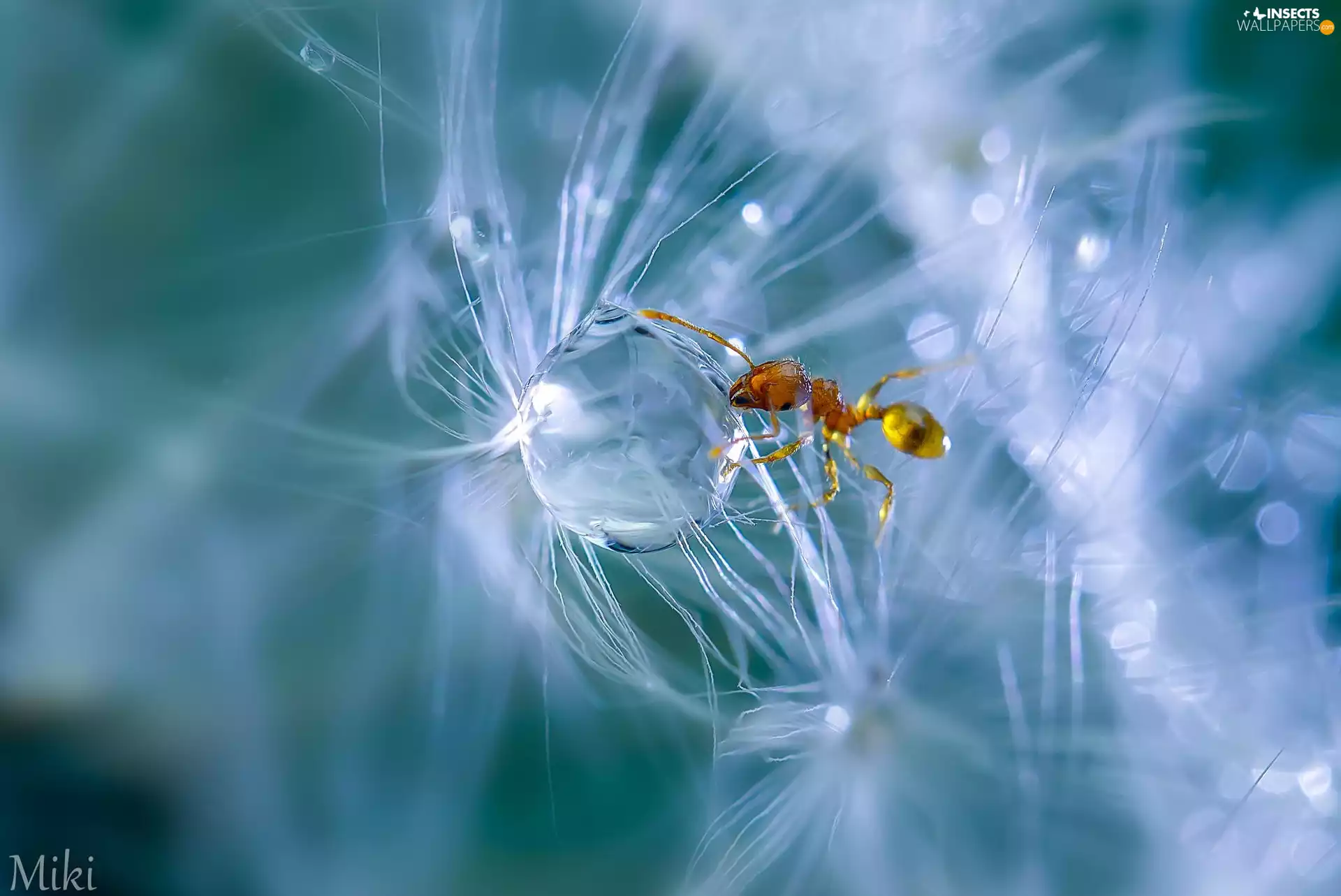 down, roes, drop, Close, ant