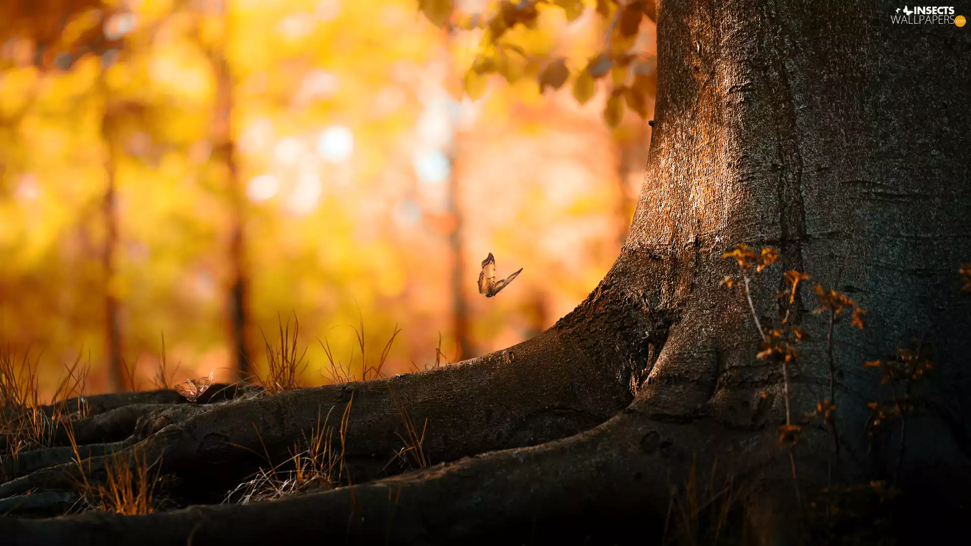 butterfly, trunk, trees, roots