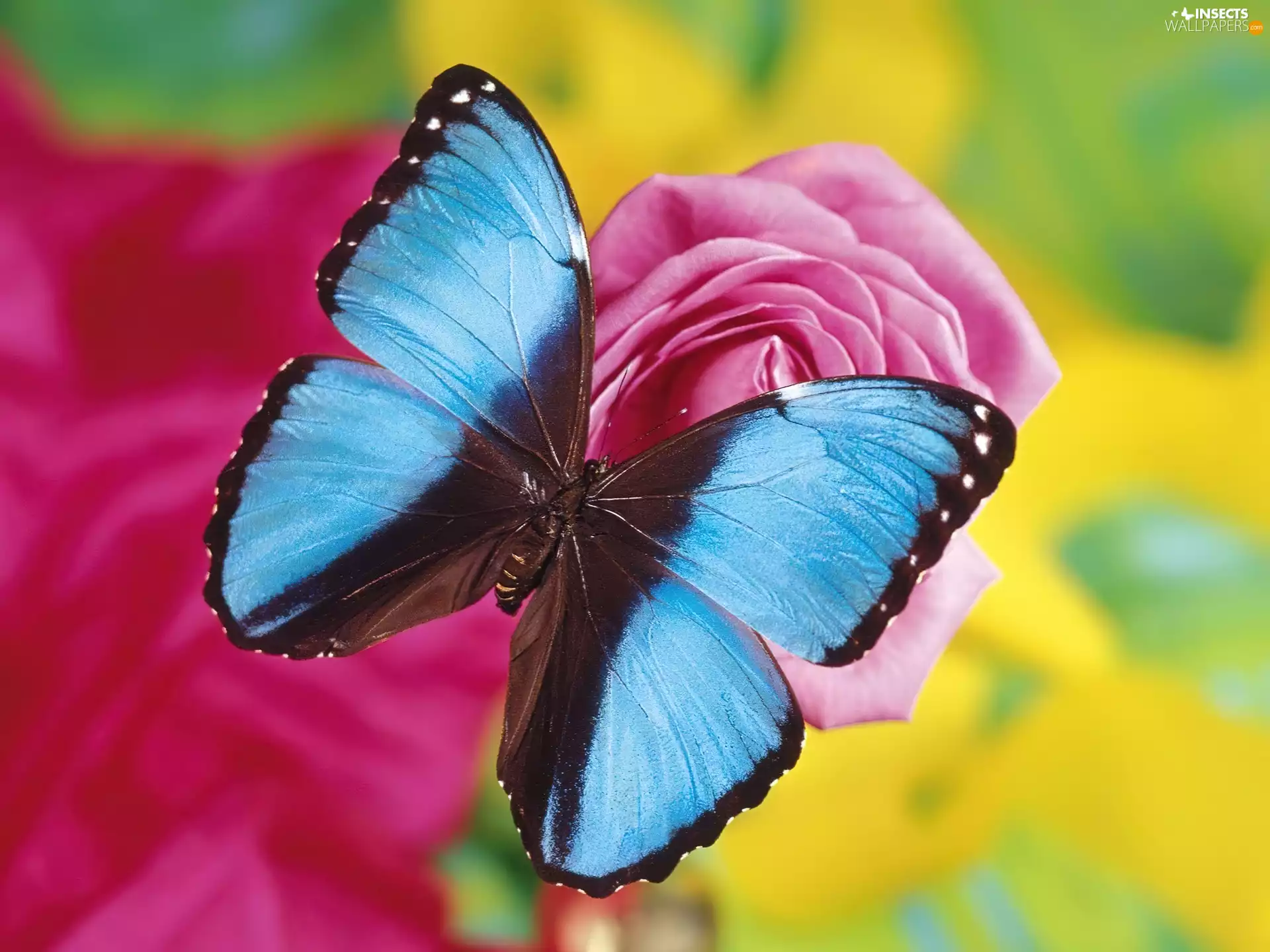 rose, blue, butterfly