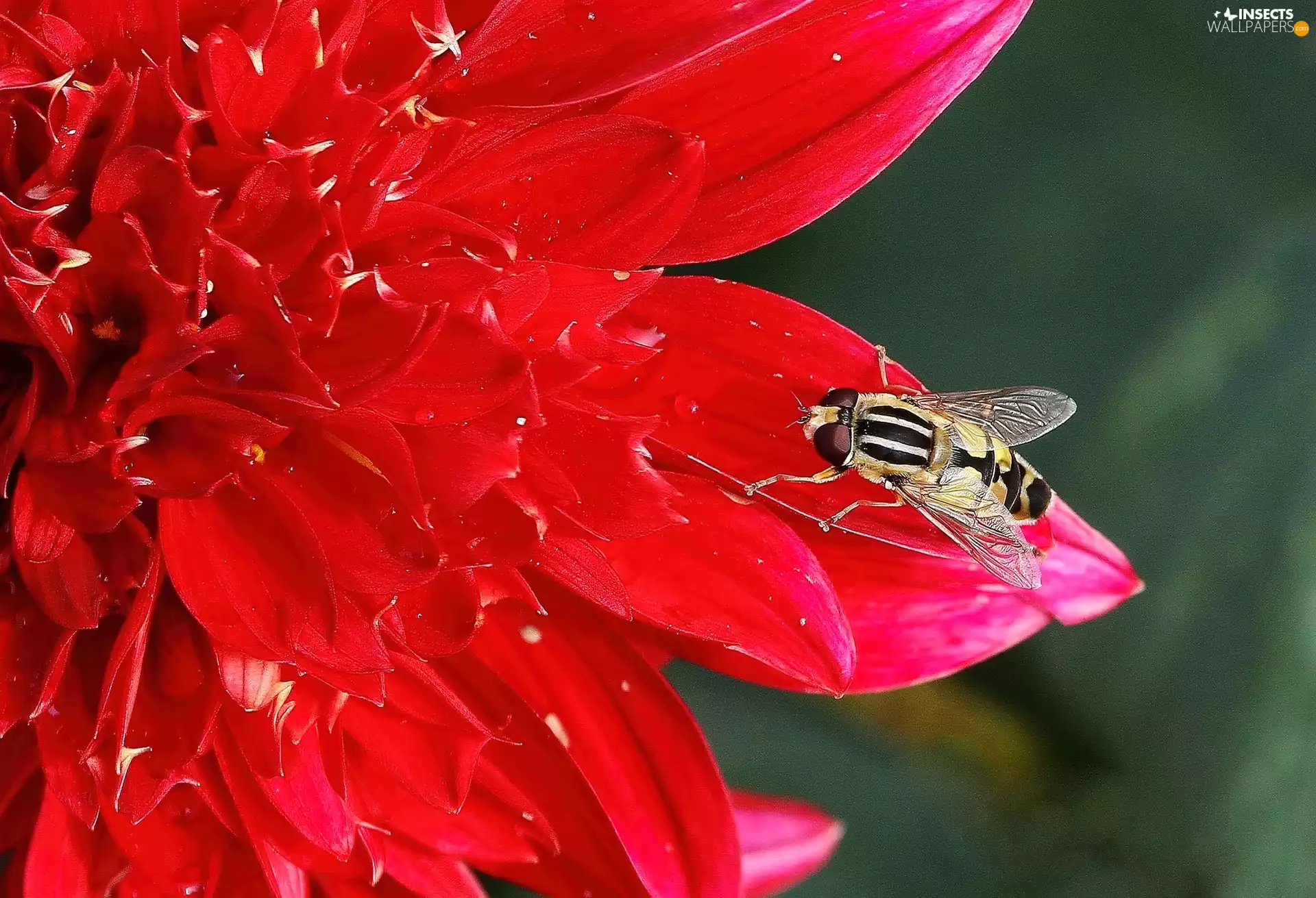 drops, Rosy, Dalia, flakes, fly