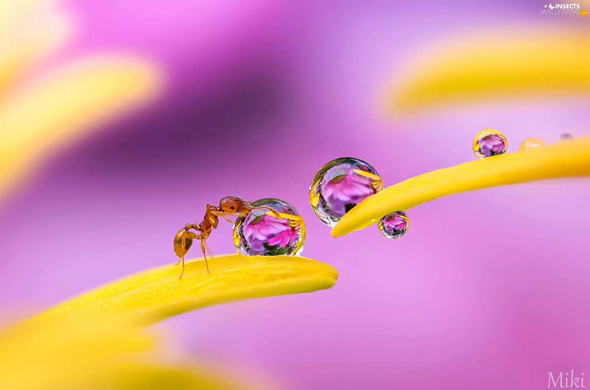 drops, Rosy, flakes, flowers, ant