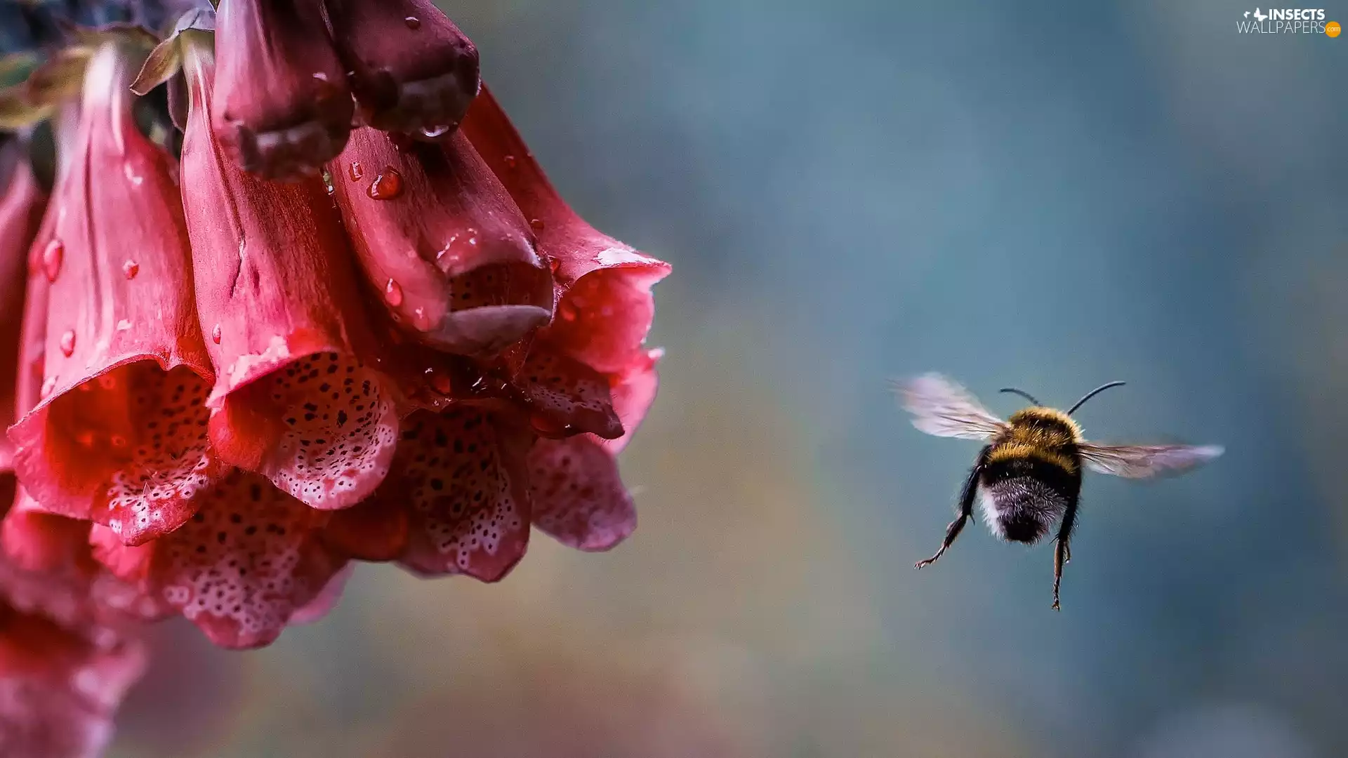 drops, Rosy, Purple, bee, foxglove