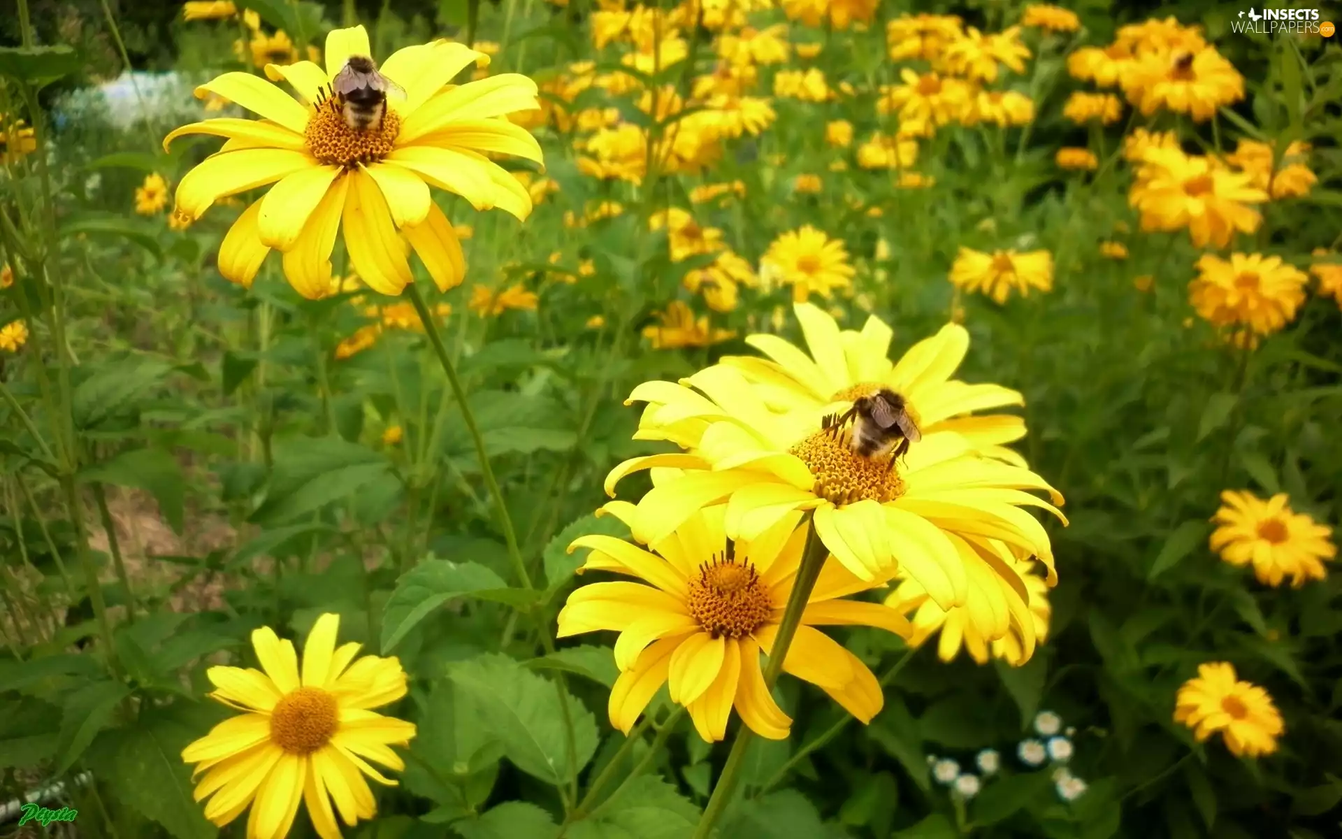 Sunflower Rough, color, Bumblebees, Yellow