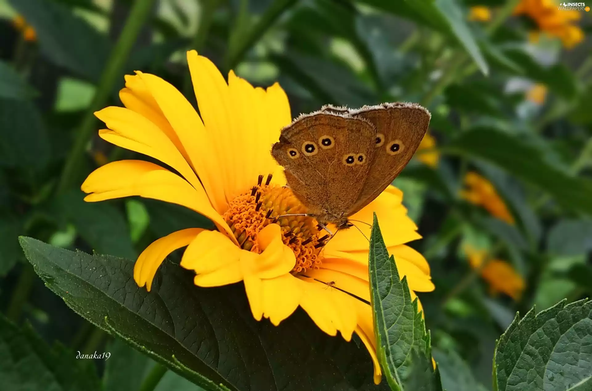 Aphantopus Hyperantus, Lawn, Rough, butterfly, Sunflower