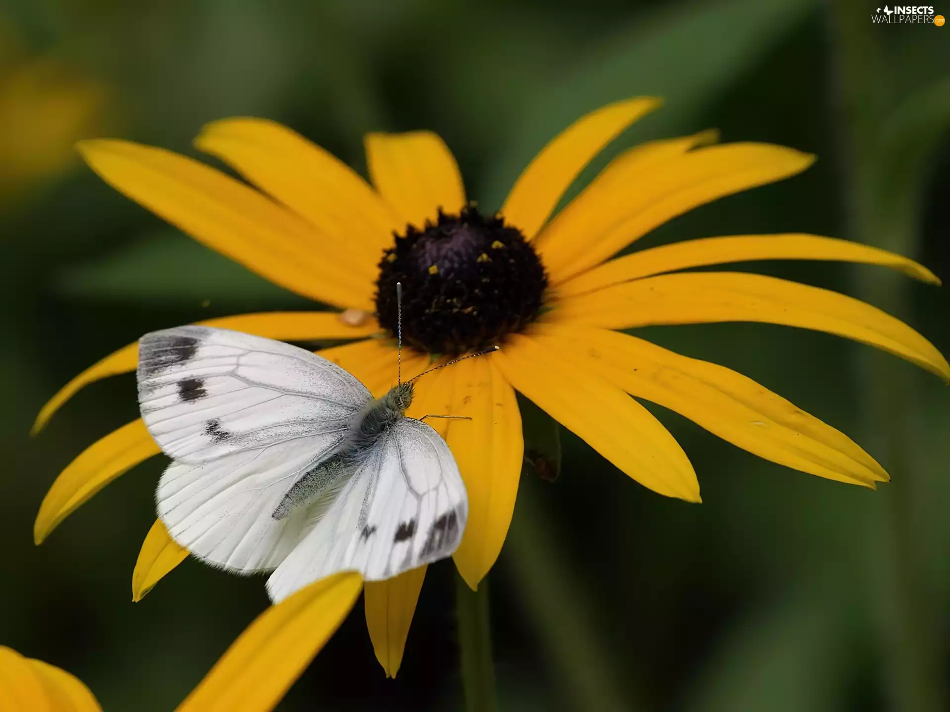 Rudbeckia brilliant, butterfly