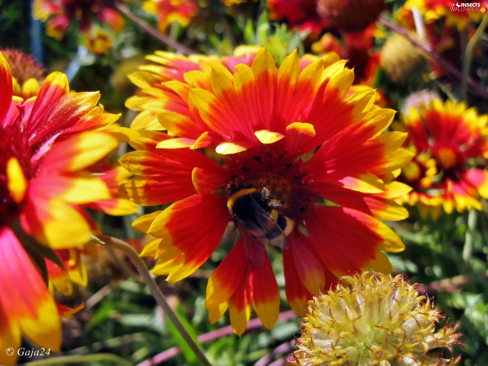 Rudbeckia, dumbledor