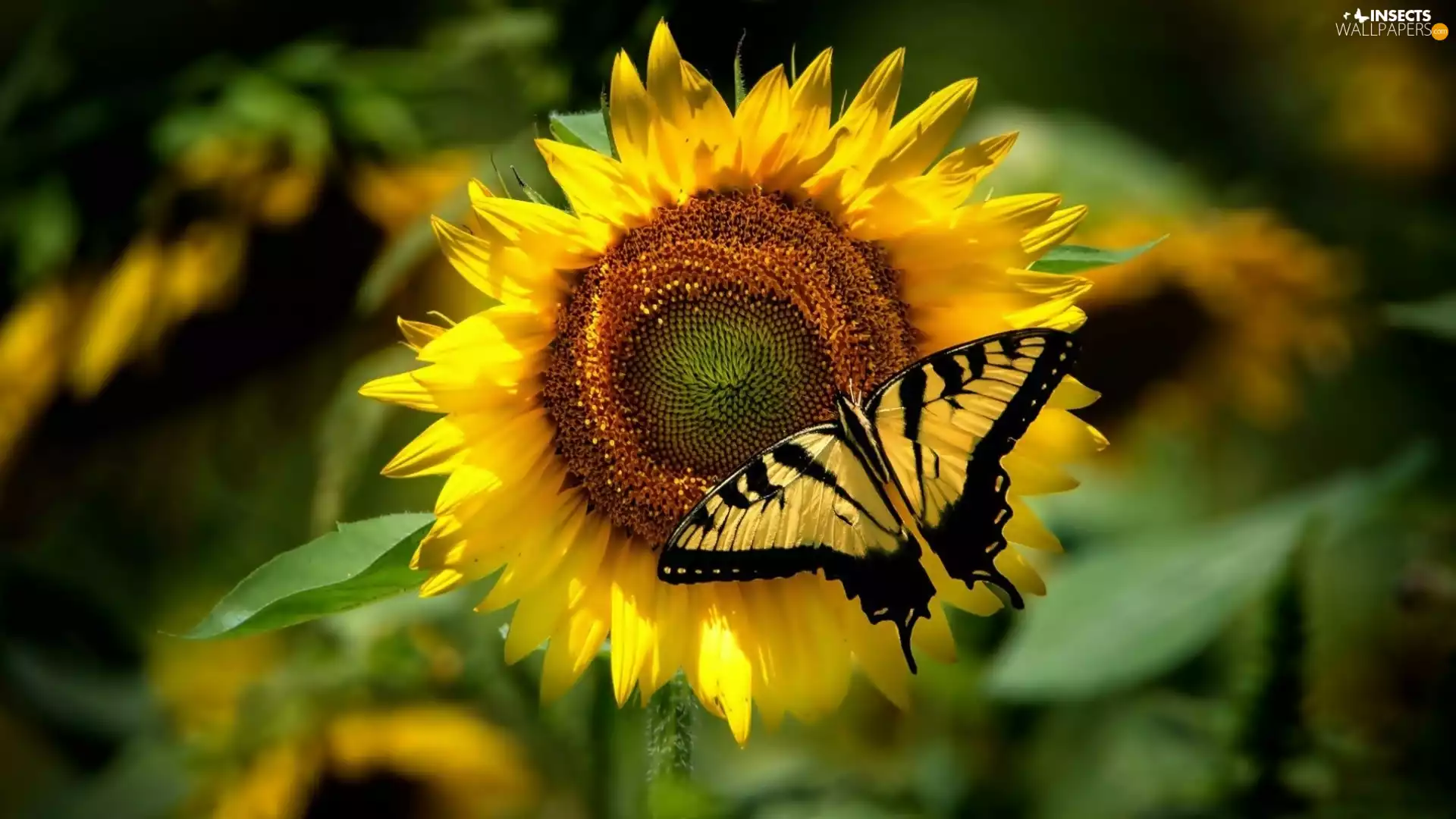 page, sailor, color, butterfly, Sunflower