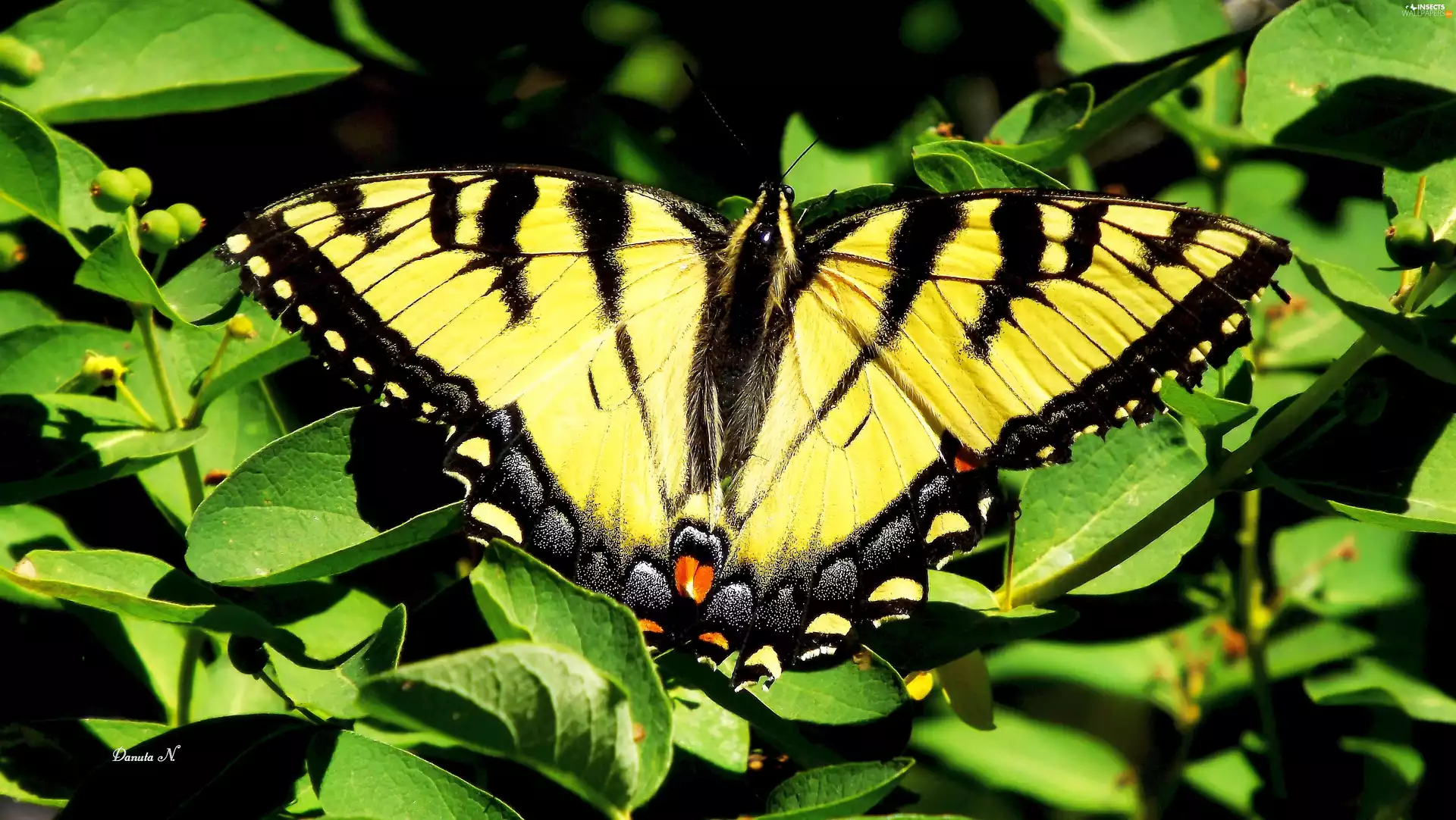 sailor, butterfly, page
