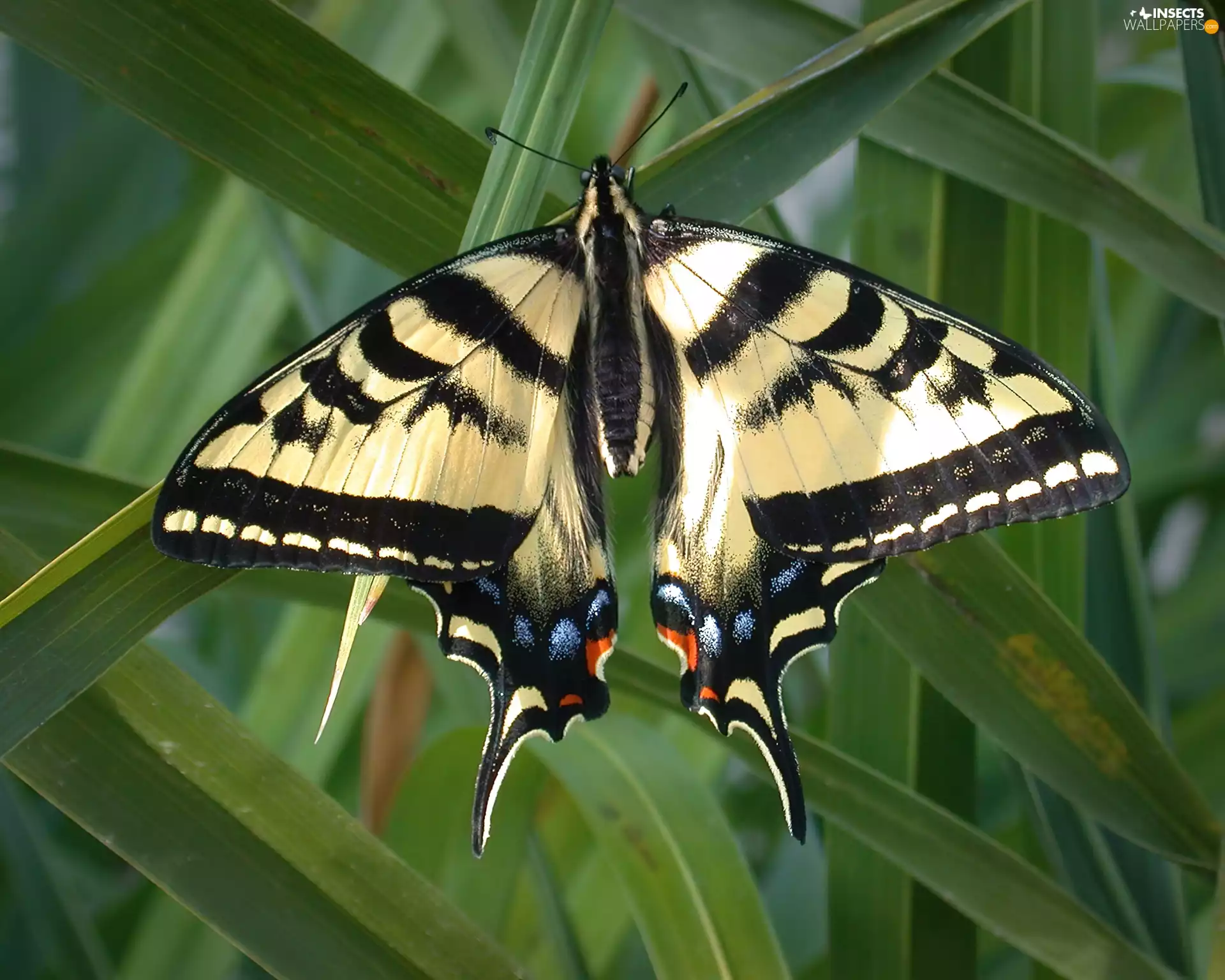 butterfly, sailor, tall, grass, Green