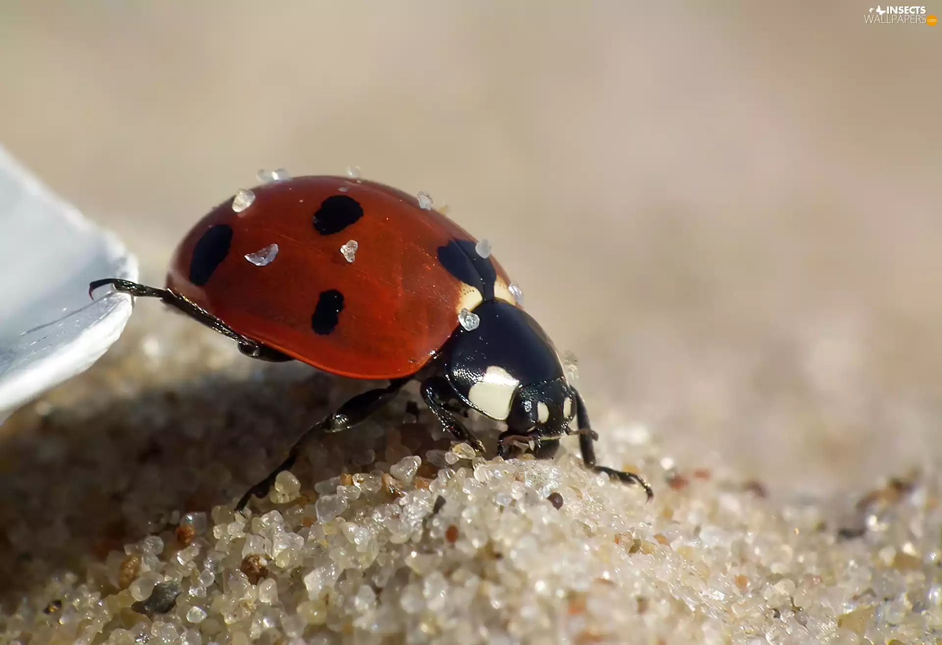 sand, ladybird, grains