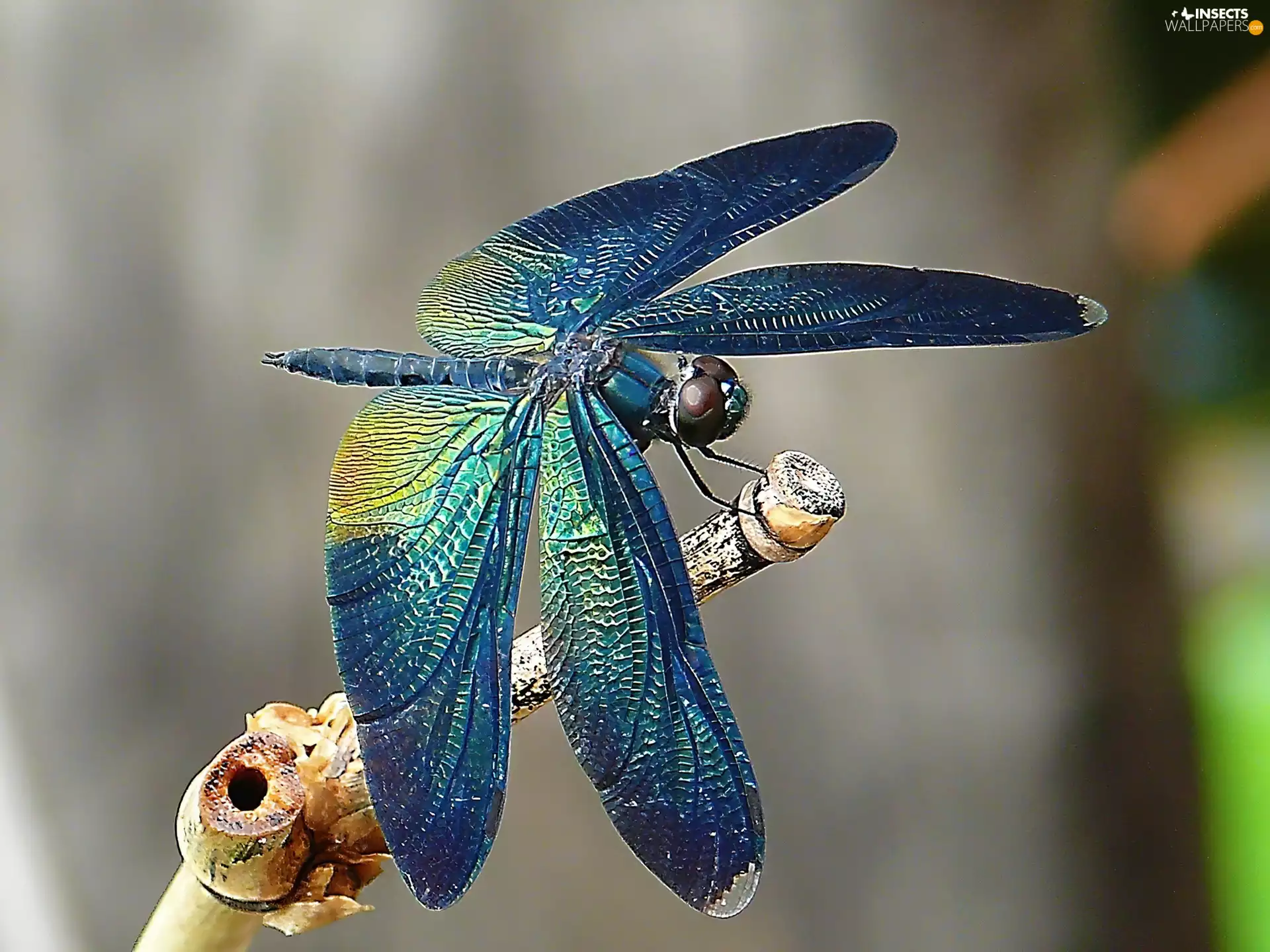 Wood, dragon-fly, sapphire