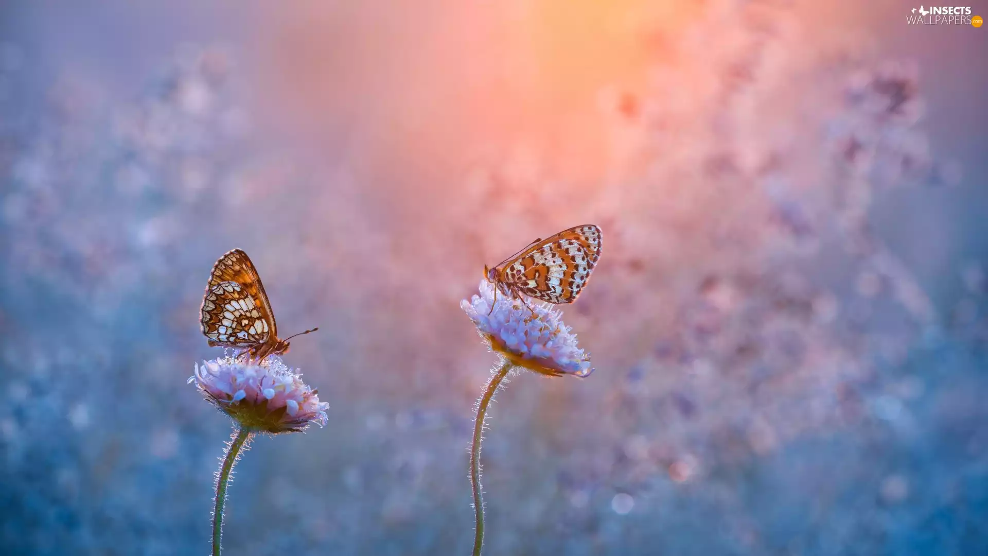 Red-Band Fritillary, Two cars, Field Scabious, blurry background, Flowers, butterflies