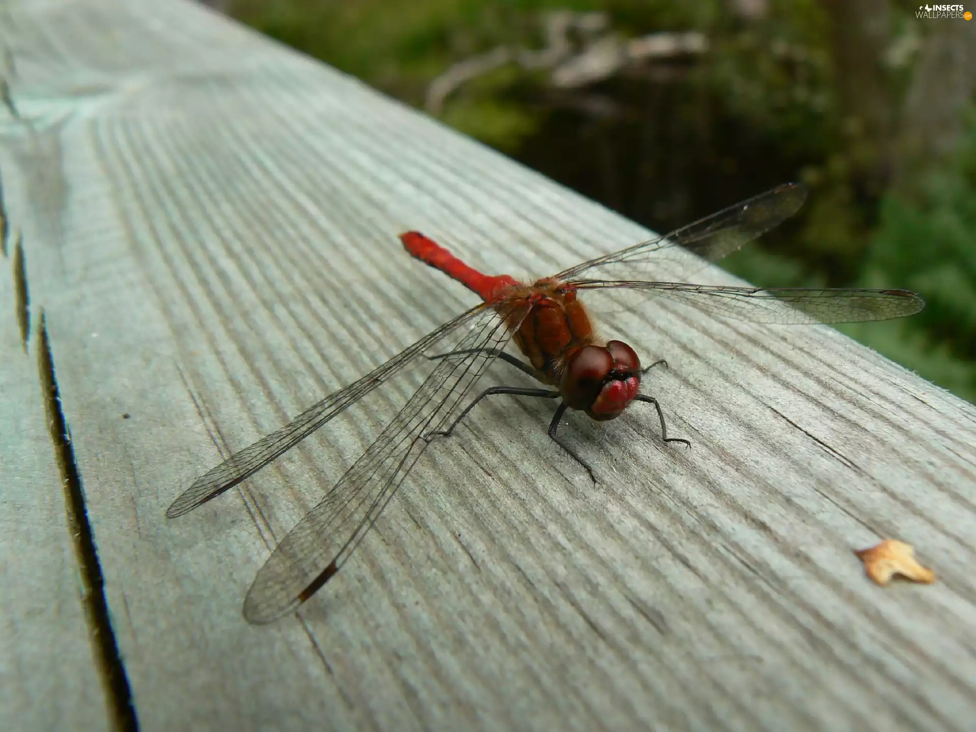 Insect, Scarlet Red, dragon-fly