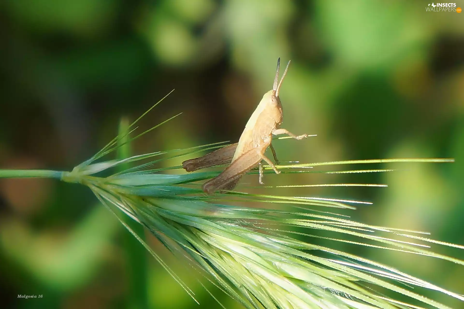 stalk, sea-horse, field, grass