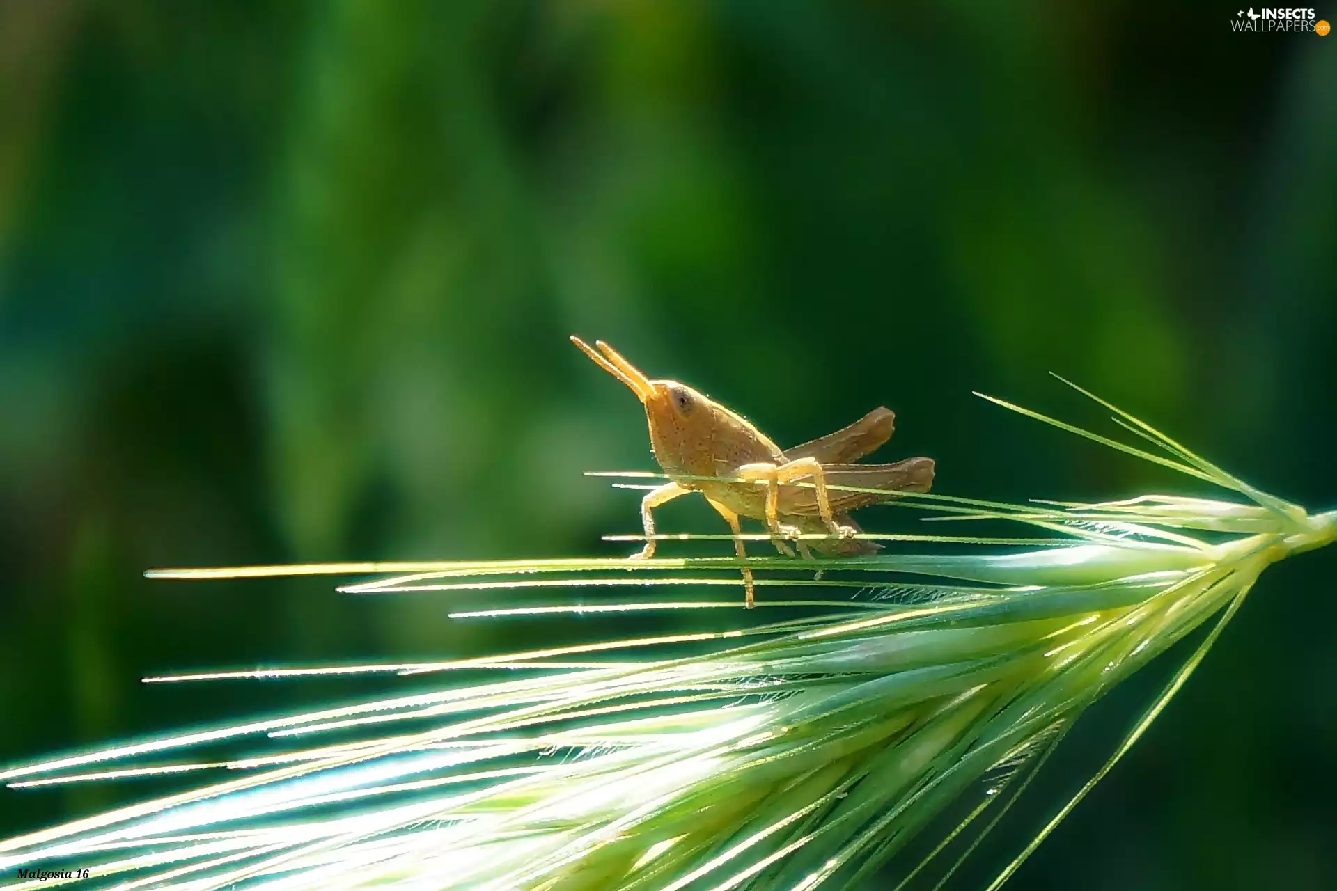 stalk, sea-horse, field, grass