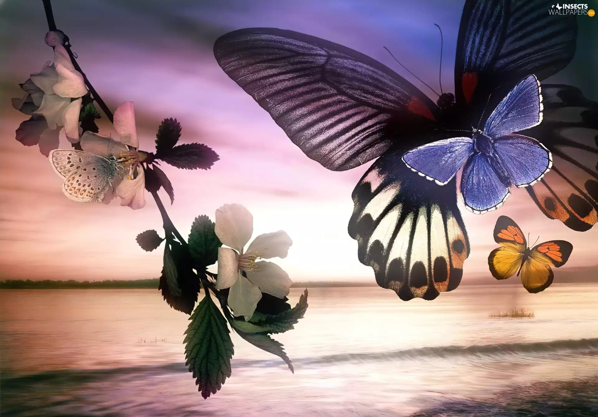 sea, butterfly, leaf