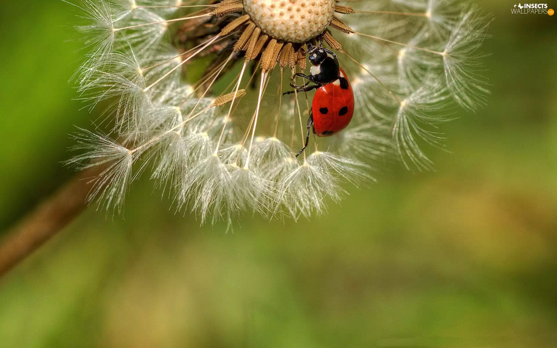 seeds, ladybird, dandelion
