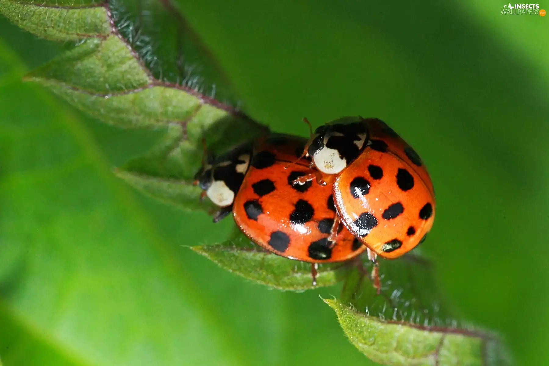 Sex, ladybugs