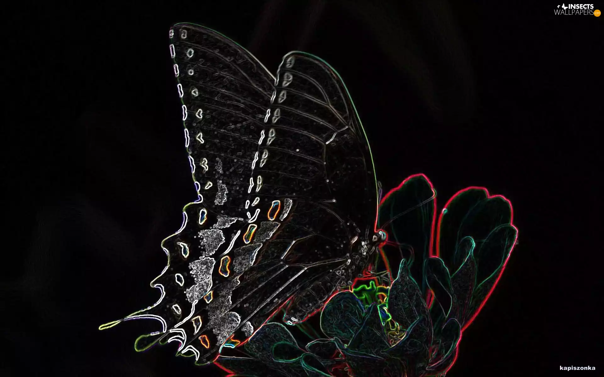 butterfly, shiny, edges, Colourfull Flowers