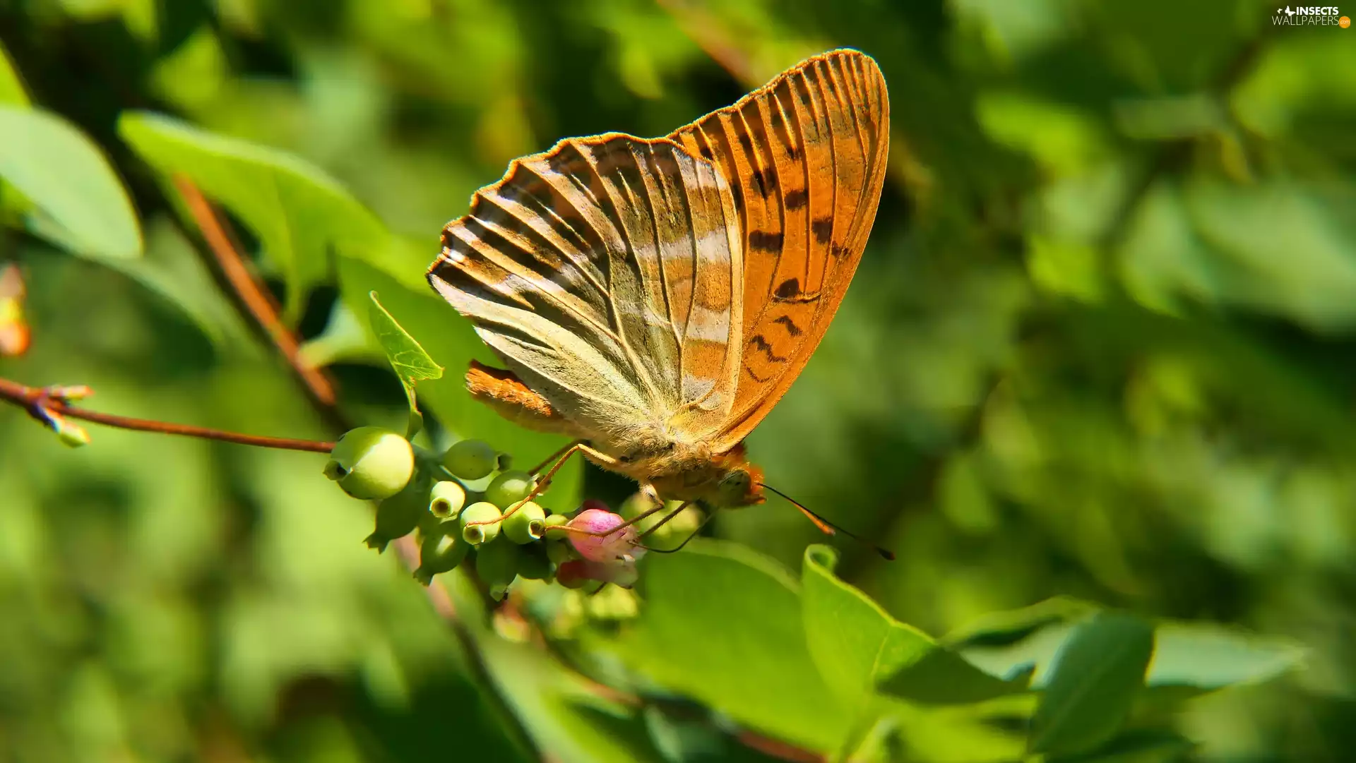 butterfly, Silver-washed Fritillary, male