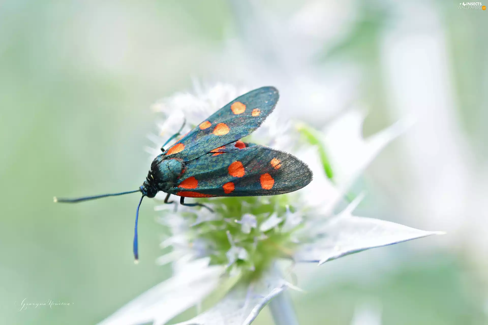 Insect, Six-spot Burnet, butterfly