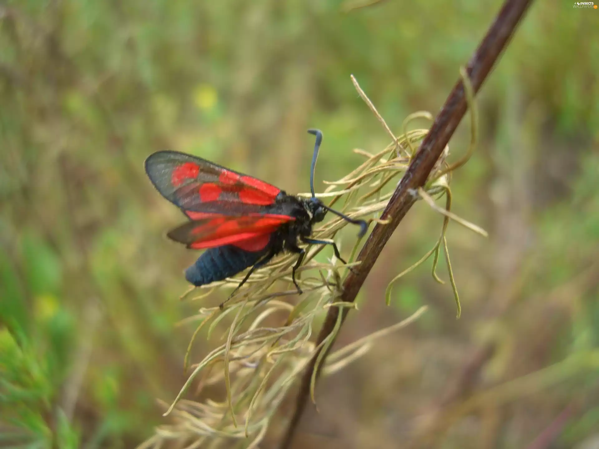 stalk, grass, moth, Six-Spot, Zygaena