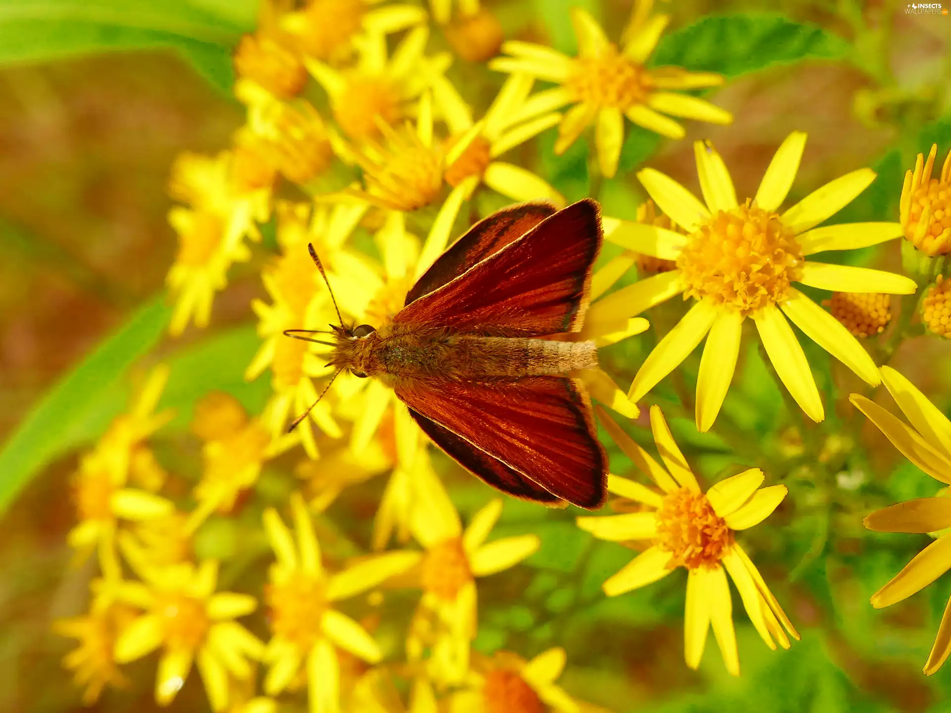 Flowers, butterfly, Large Skipper