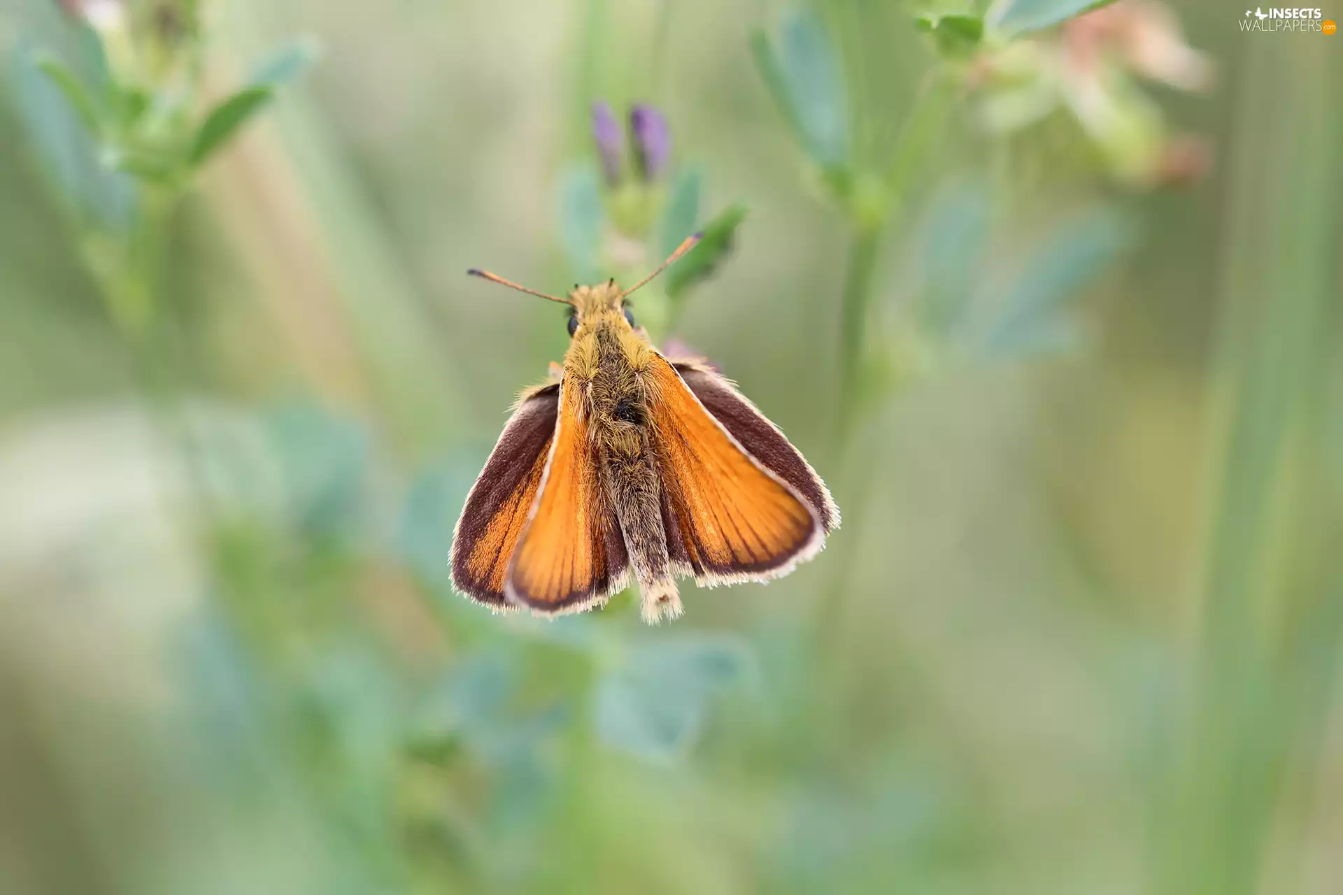 Insect, butterfly, Small Skipper