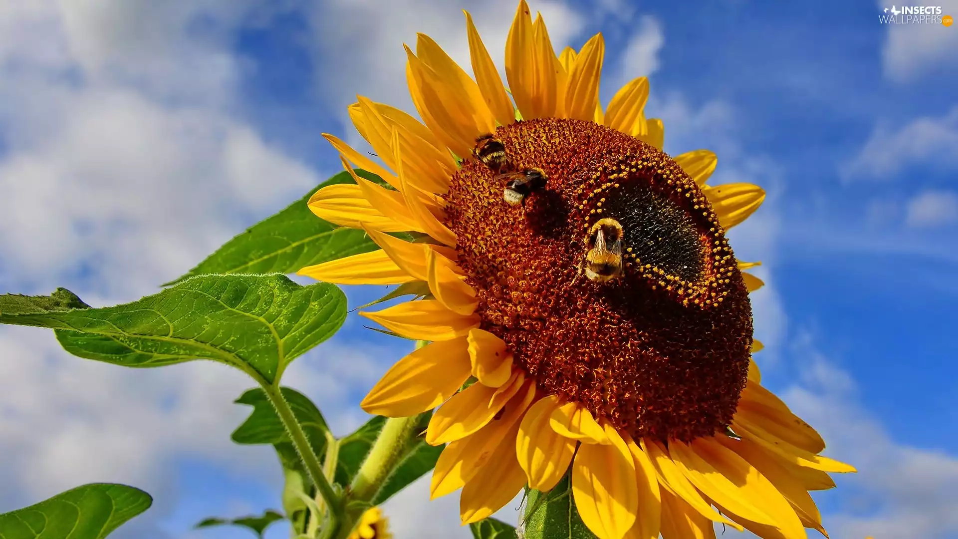 Sky, Sunflower, Bumblebees