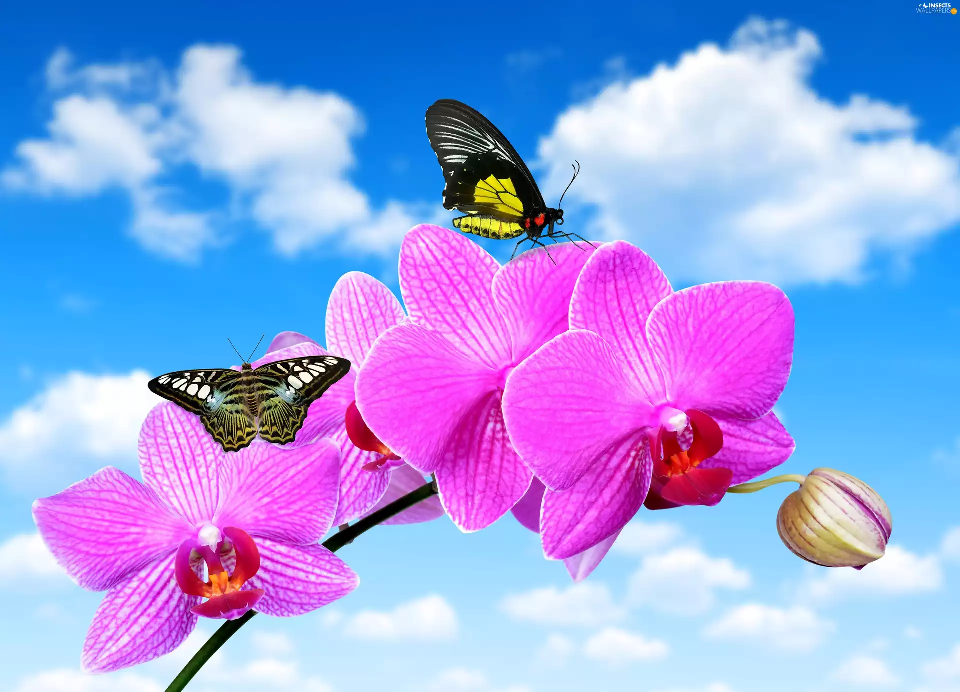 Sky, orchid, butterflies