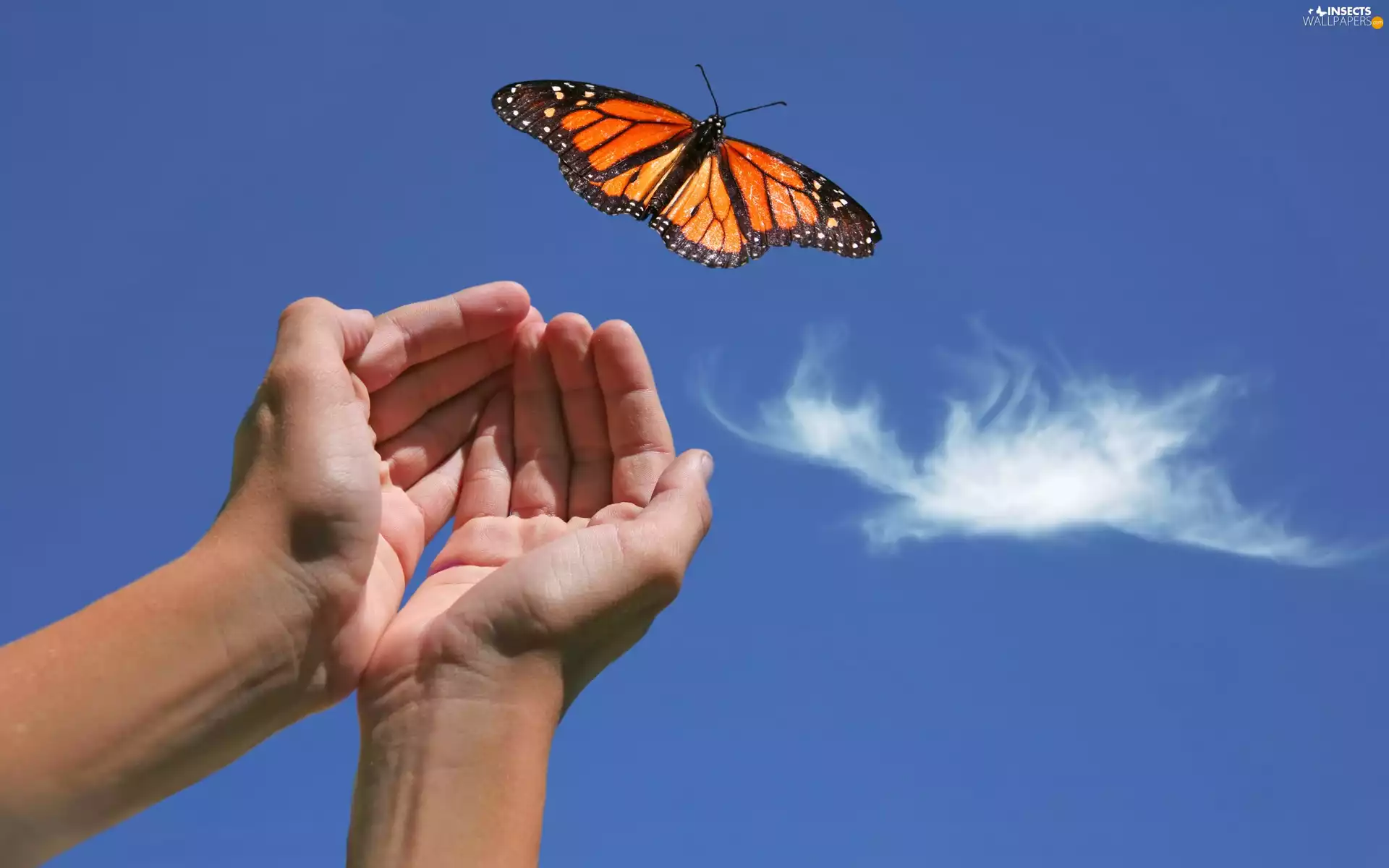 Sky, butterfly, hands